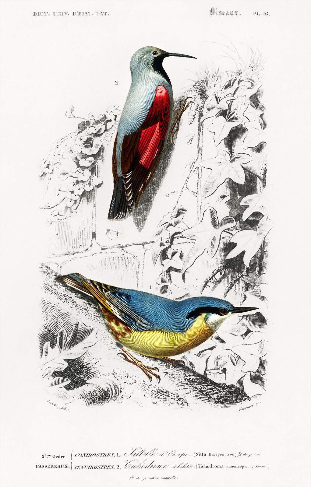 Vintage Bird Art: European Nuthatch & Wallcreeper Wall Art