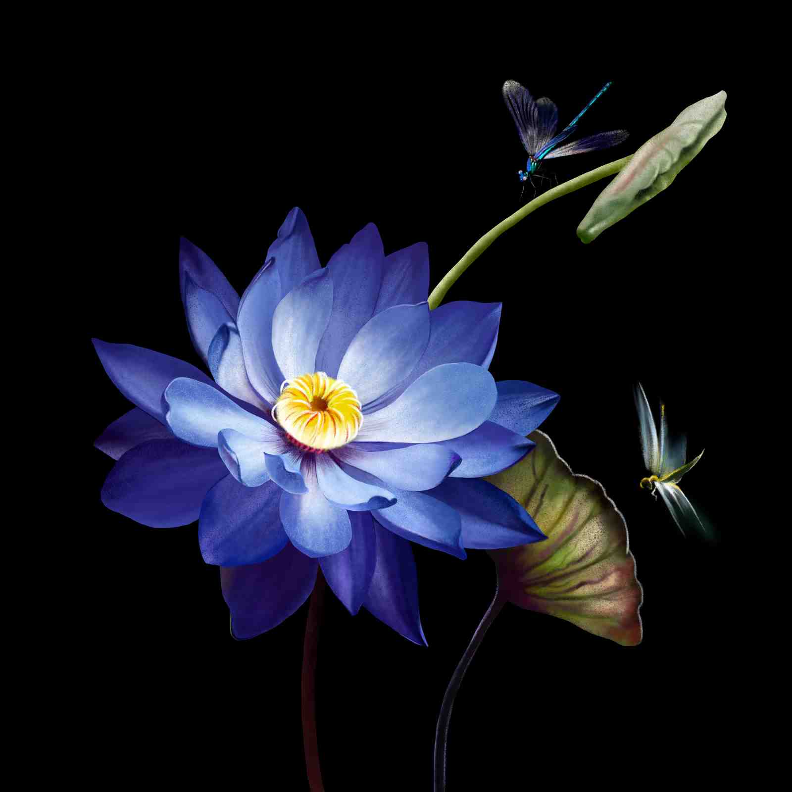 Serene Blue Lotus with Dragonflies Wall Art