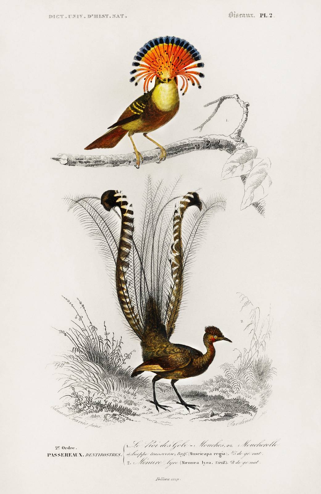 Exotic Birds of Paradise Vintage Wall Art