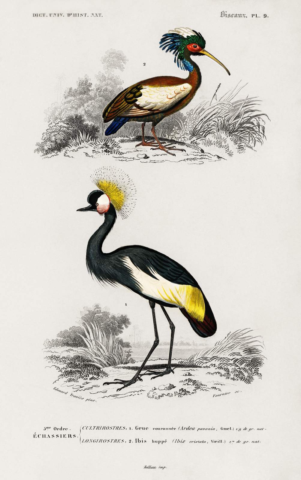 Elegant Crane & Ibis Bird Vintage Botanical Wall Art