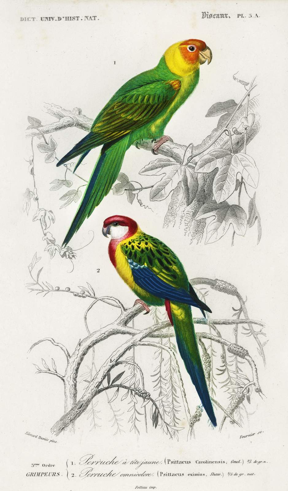 Vintage Parrot Print - Exotic Tropical Bird Wall Art