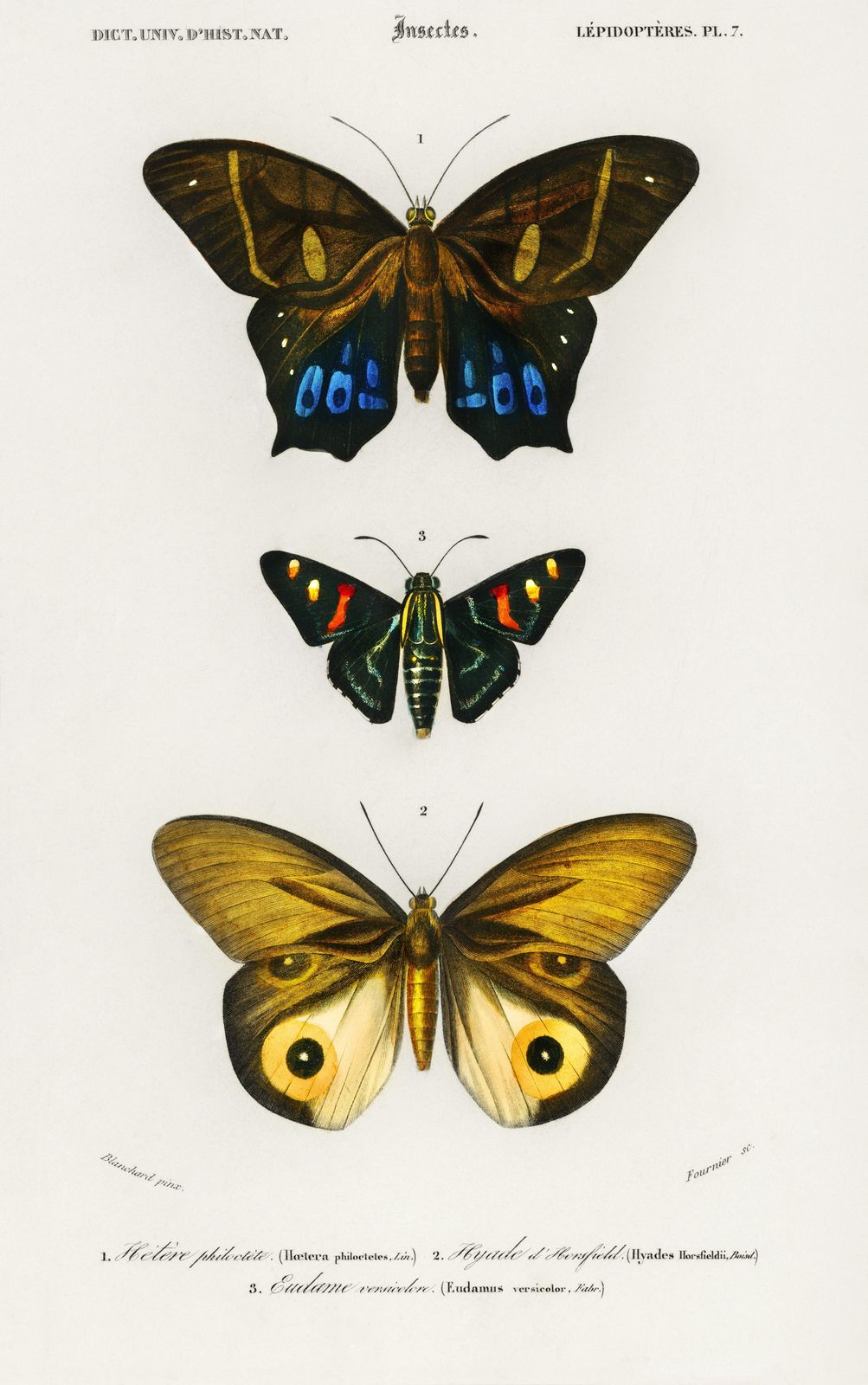 Vintage Butterfly Collection Wall Art Wall Art