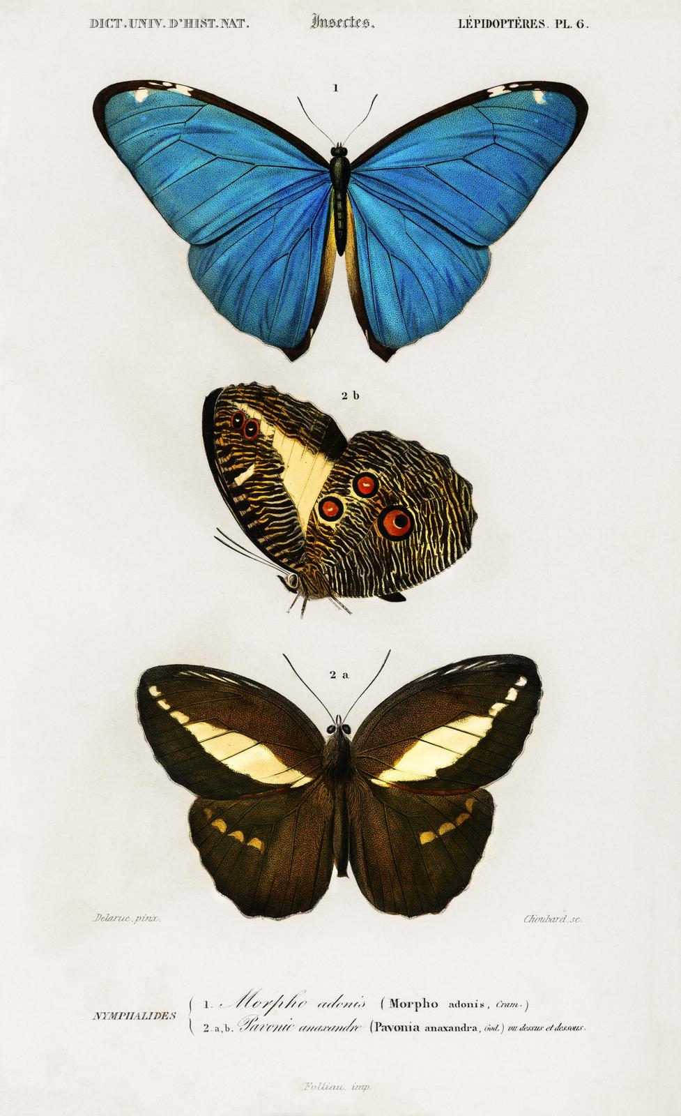 Vintage Butterfly Wall Art Wall Art