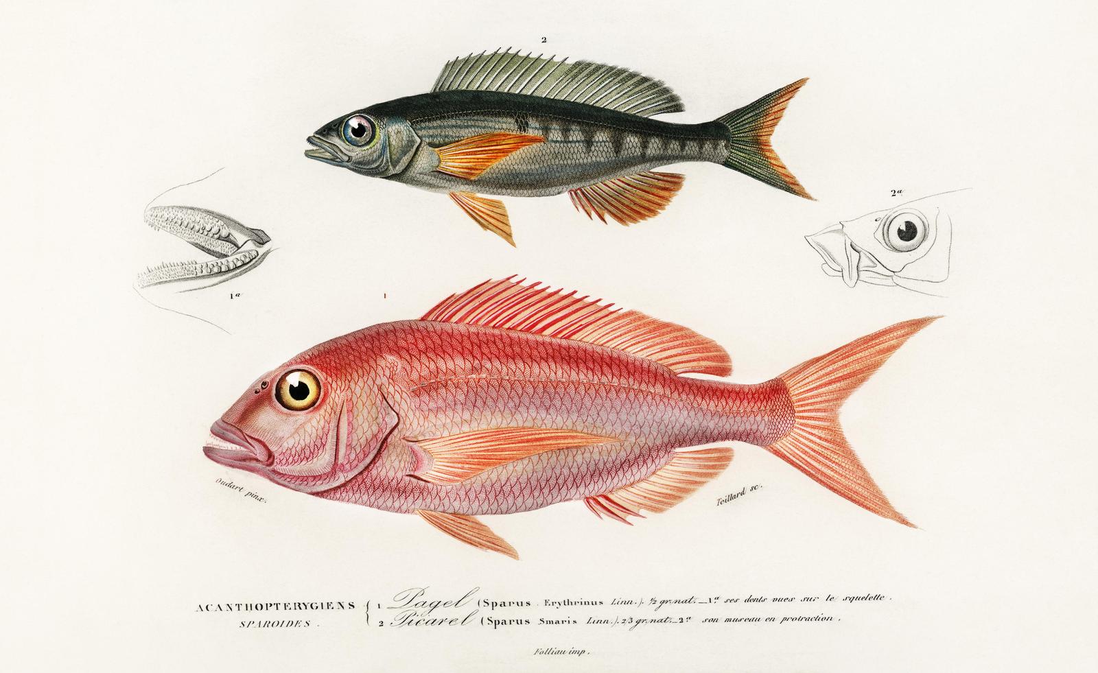 Vintage Red & Grey Fish Anatomical Print Wall Art