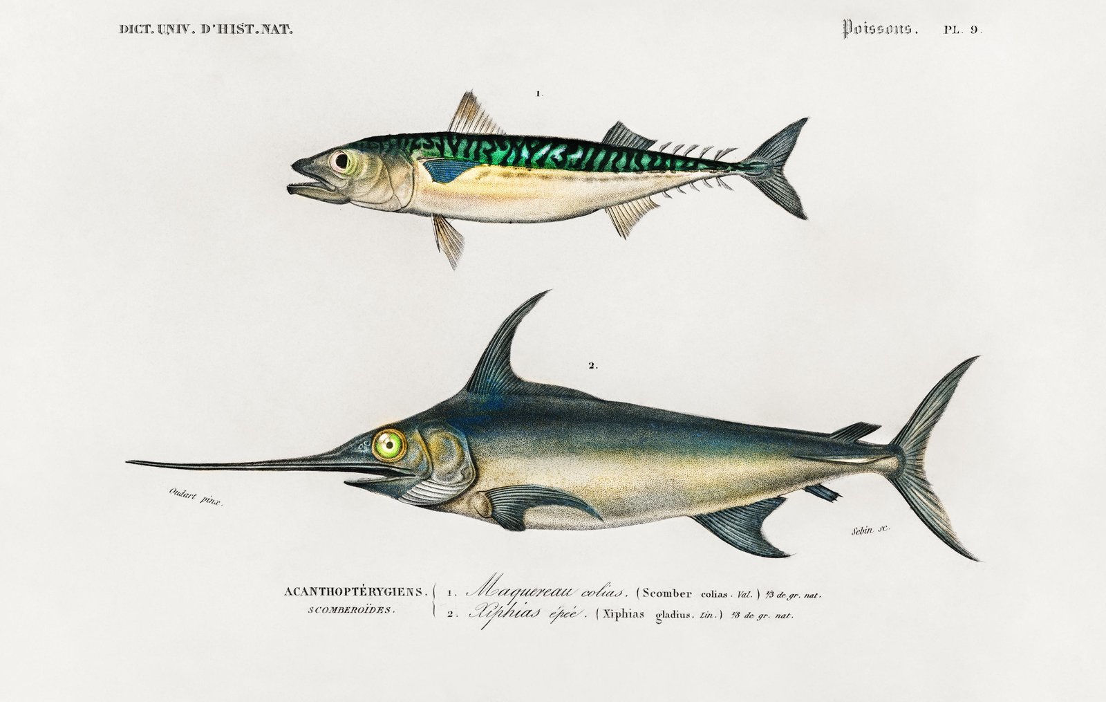 Vintage Mackerel & Swordfish Vintage Fish Wall Art