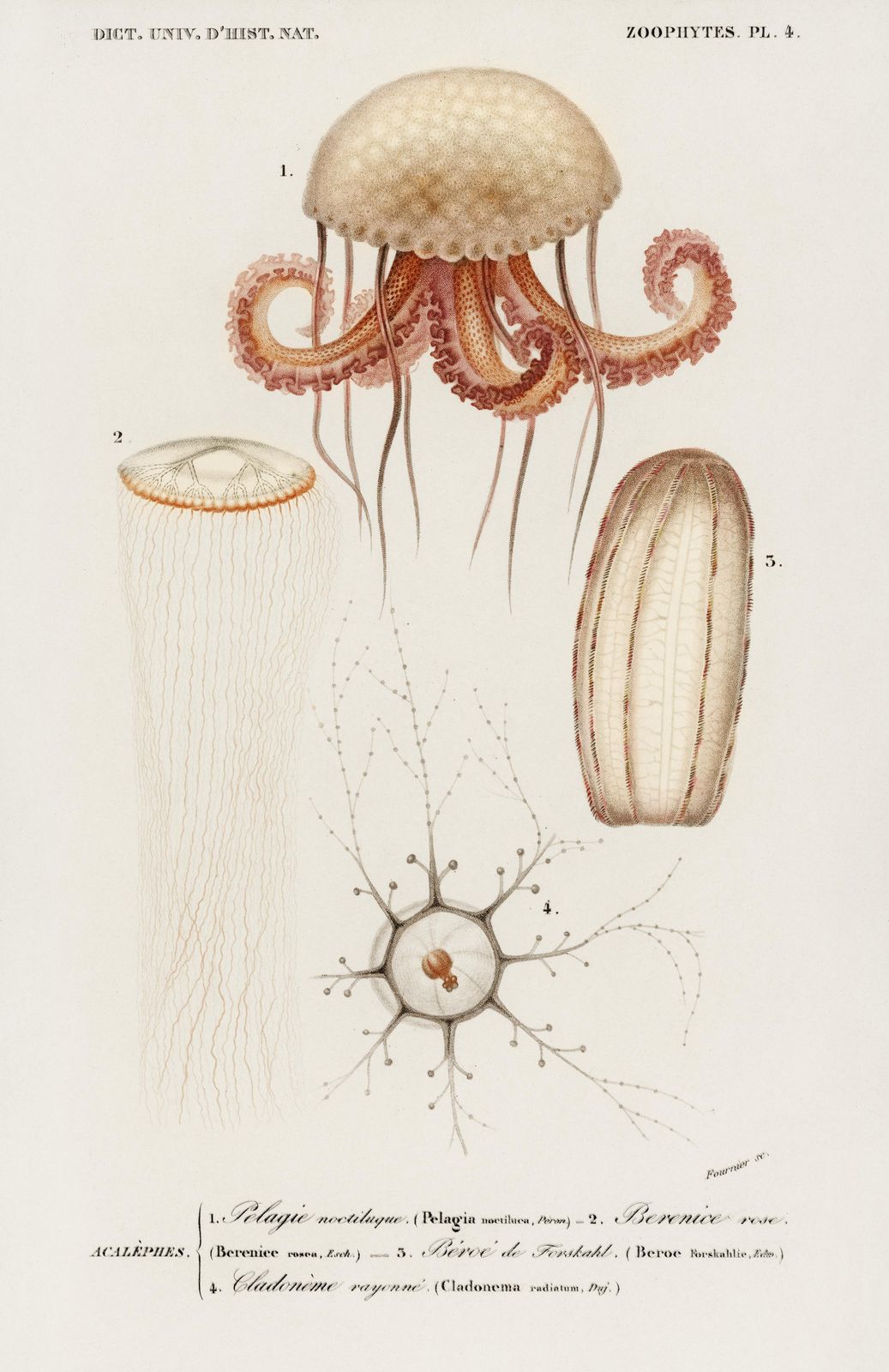 Vintage Jellyfish & Marine Life Wall Art