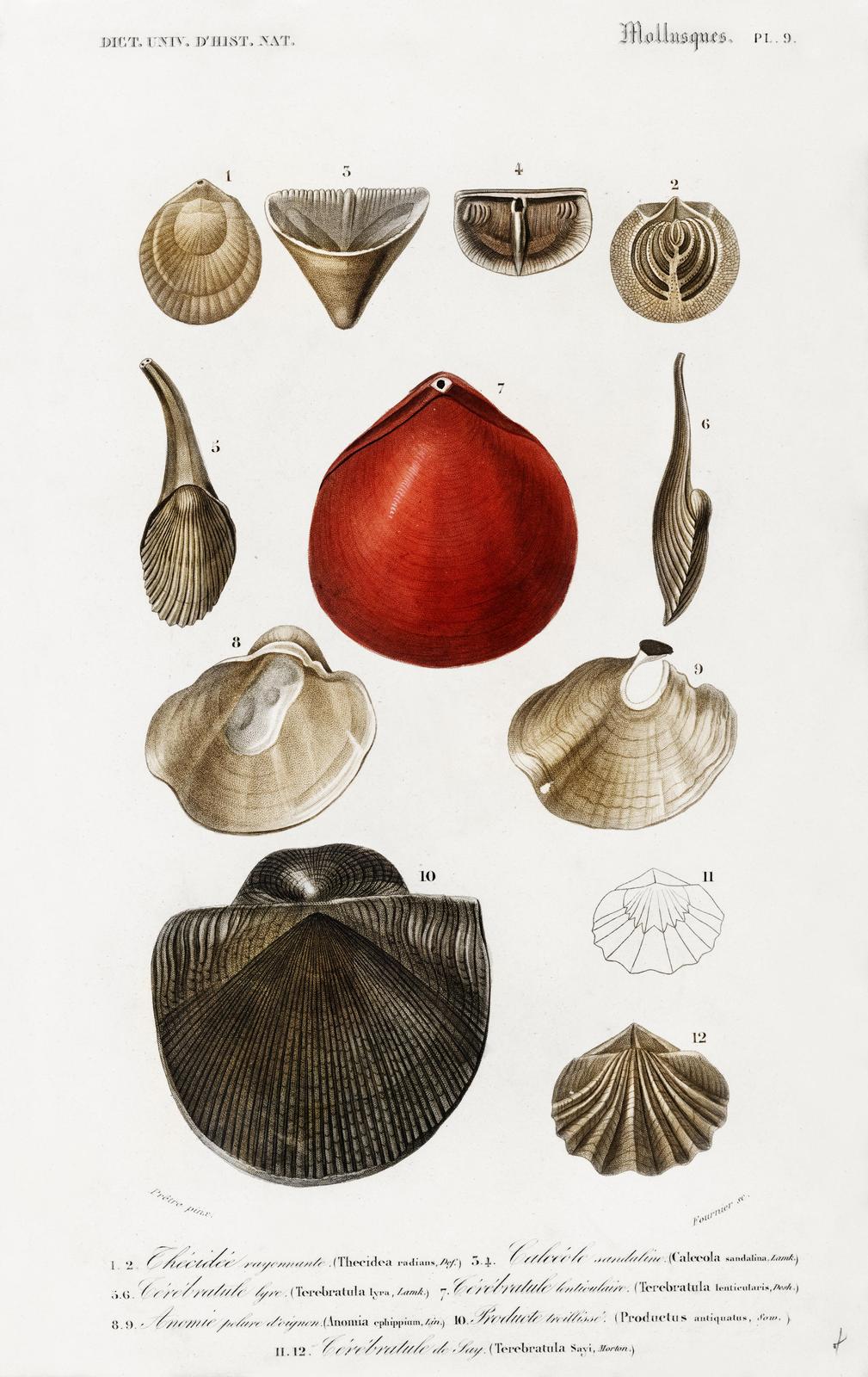 Vintage Shell Illustrations Wall Art