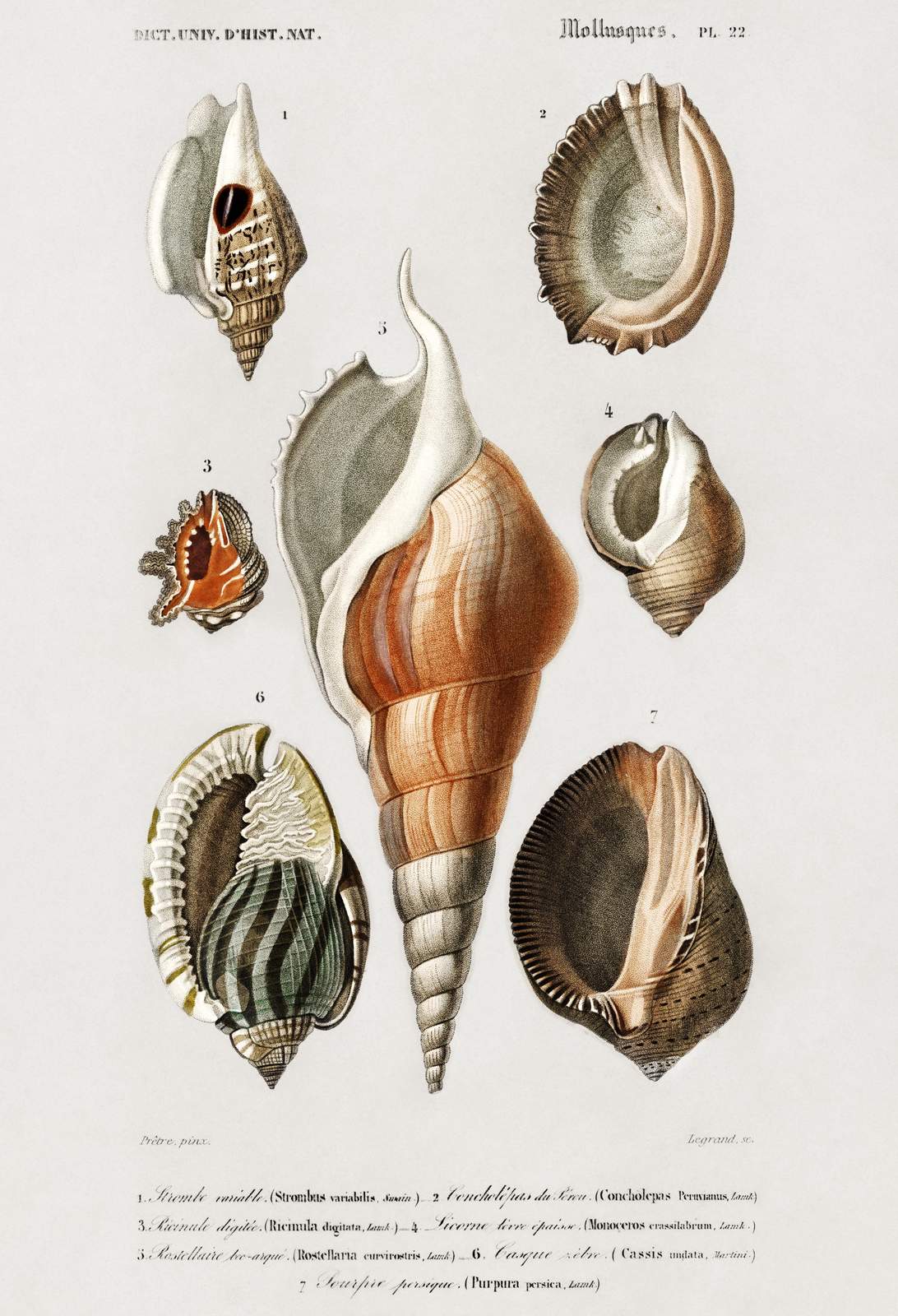Vintage Mollusk Shells Botanical Art Wall Art
