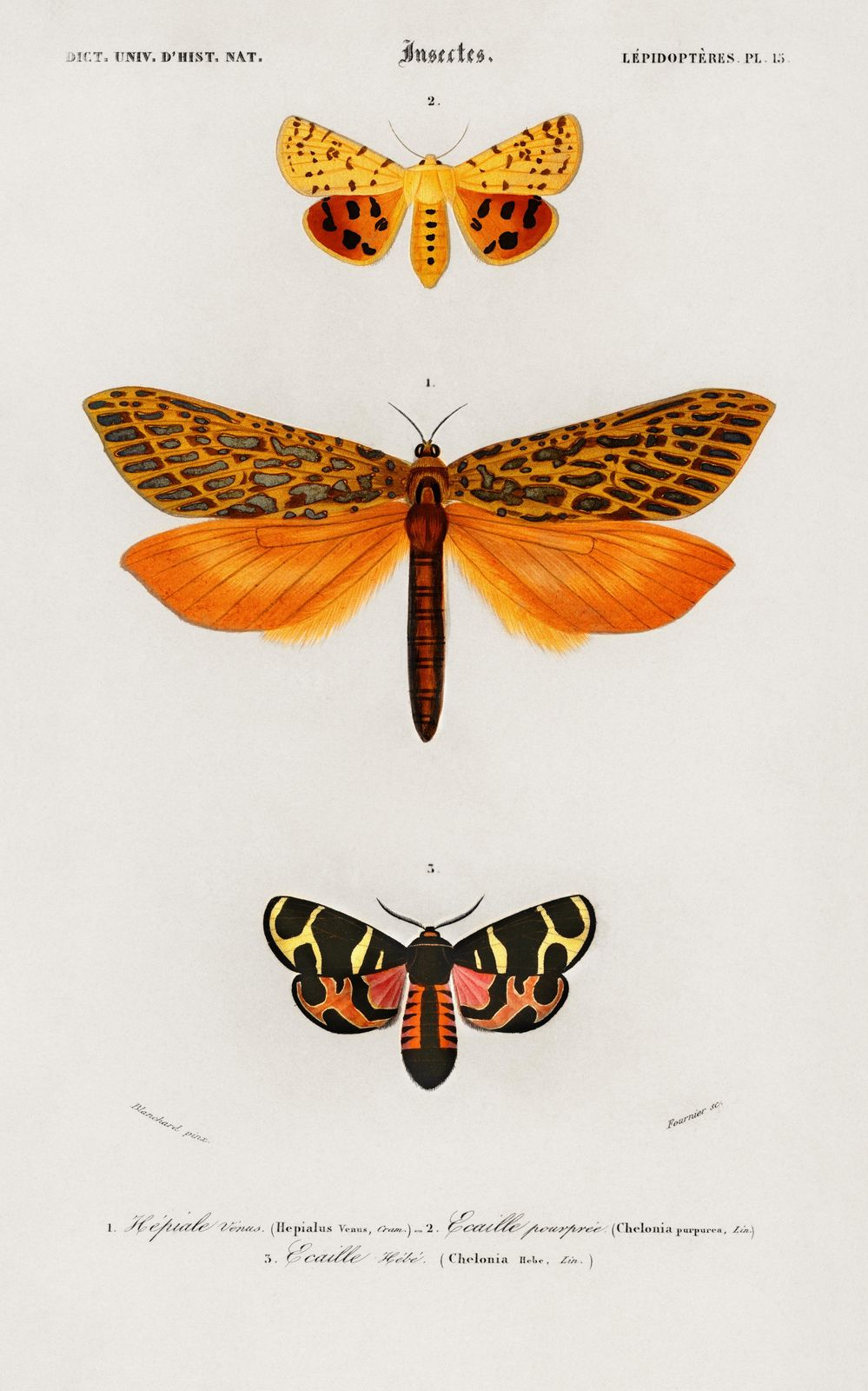 Vintage Moth & Insect Illustration Wall Art