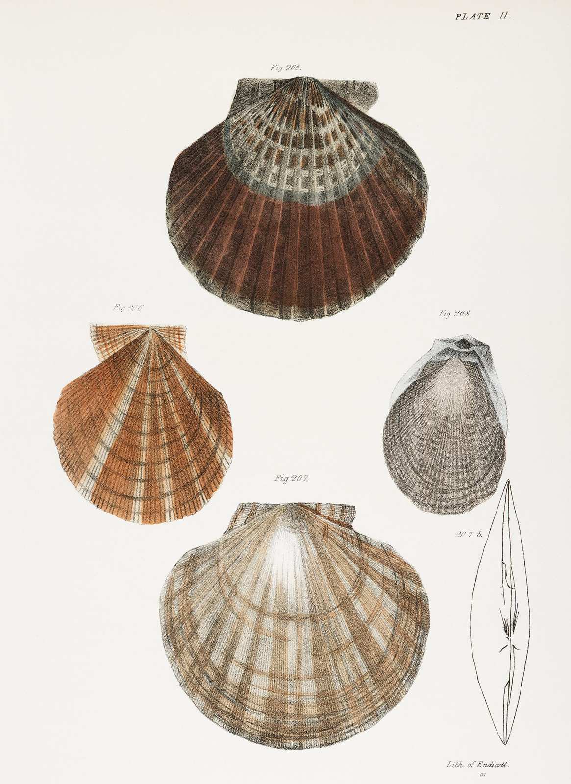 Vintage Scallop Shells Botanical Illustration Wall Art