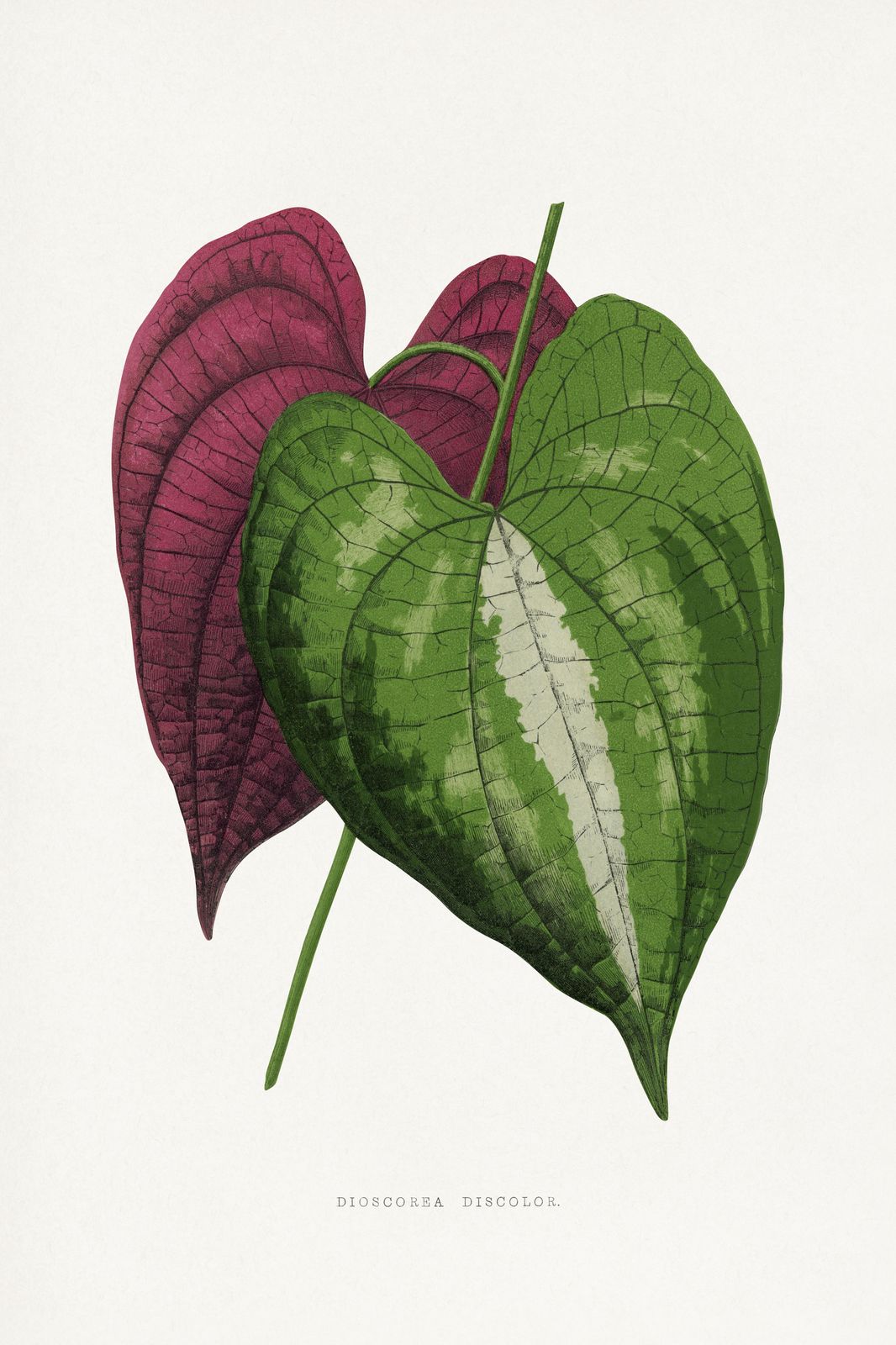 Botanical Dioscorea Discolor Leaf Wall Art