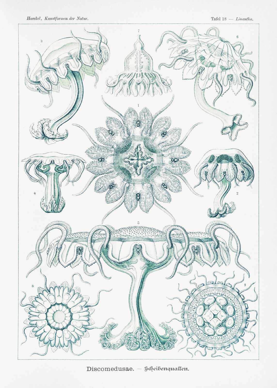 Vintage Jellyfish Scientific Illustration Wall Art