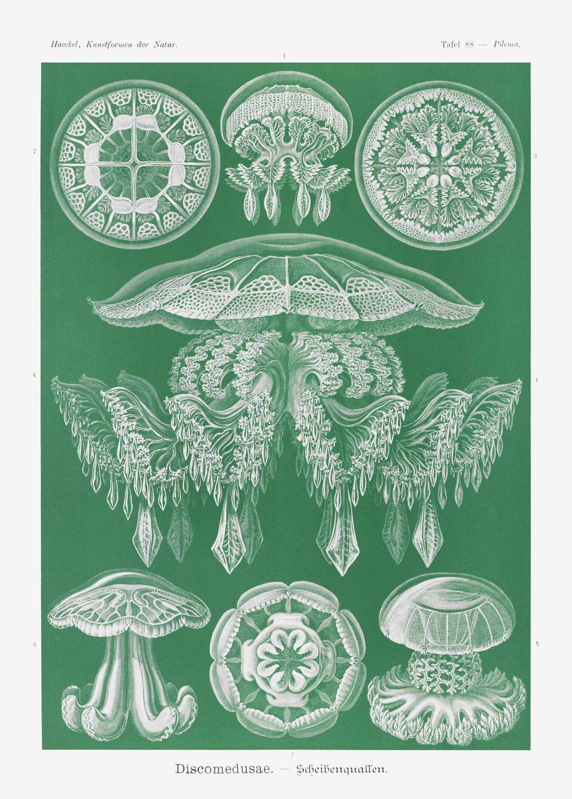 Vintage Jellyfish Scientific Illustration Wall Art
