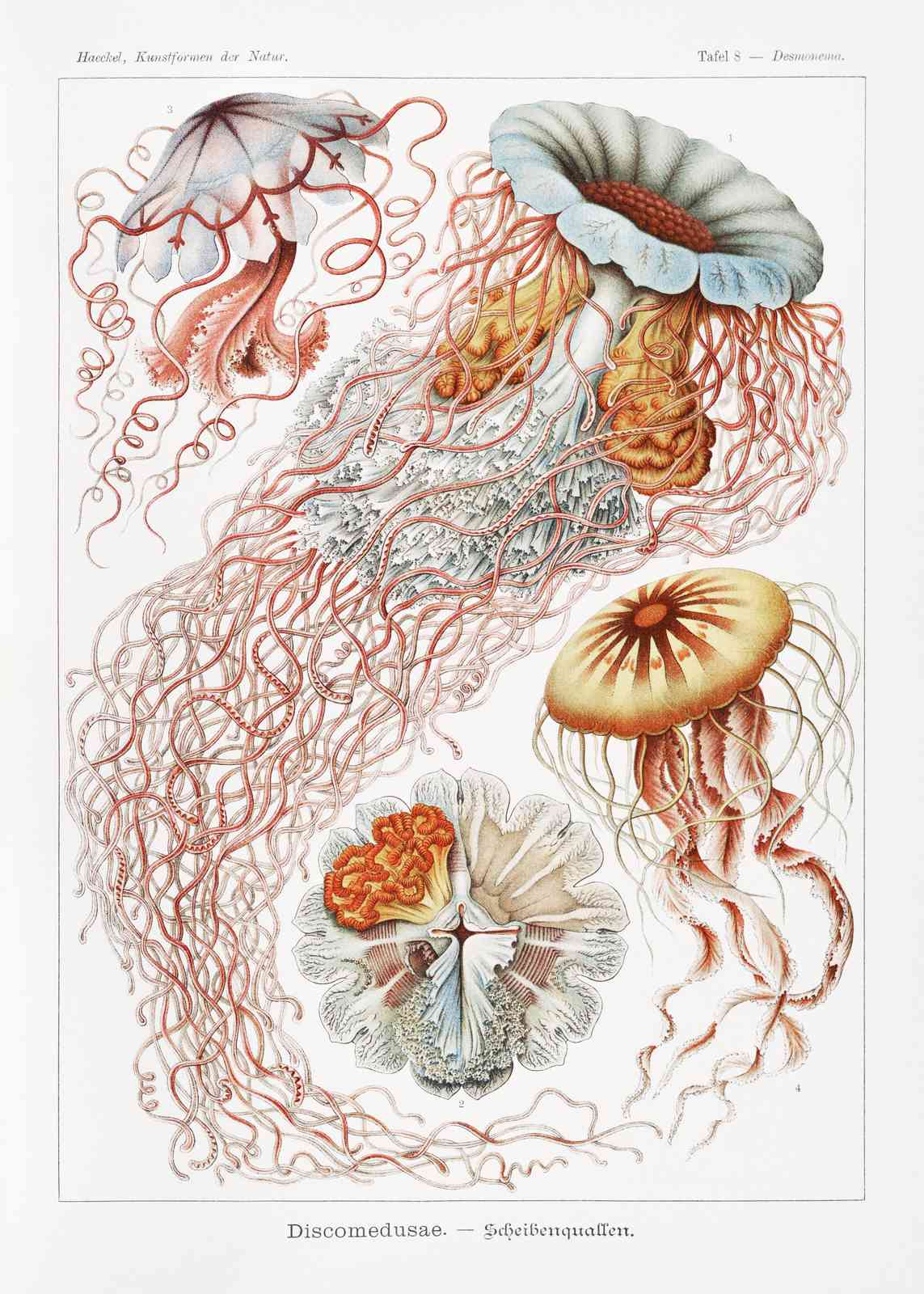 Vintage Jellyfish Anatomy Botanical Wall Art