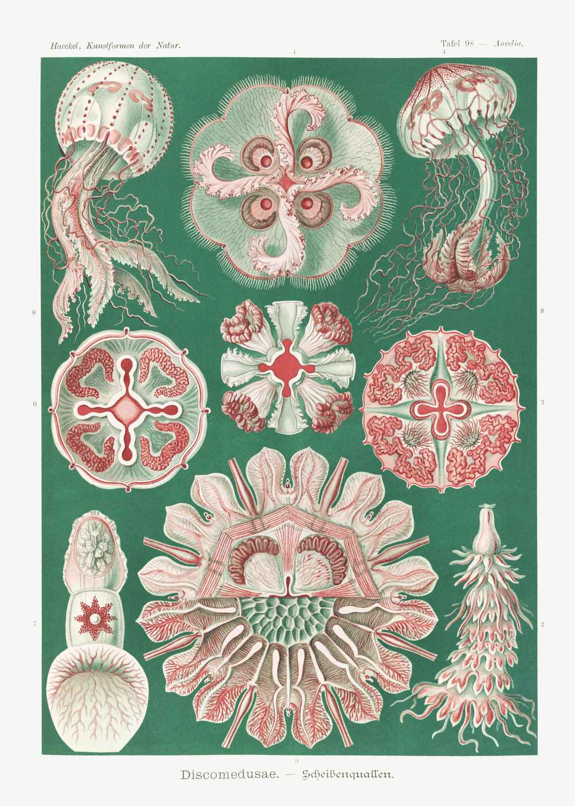 Vintage Jellyfish Scientific Art Wall Art