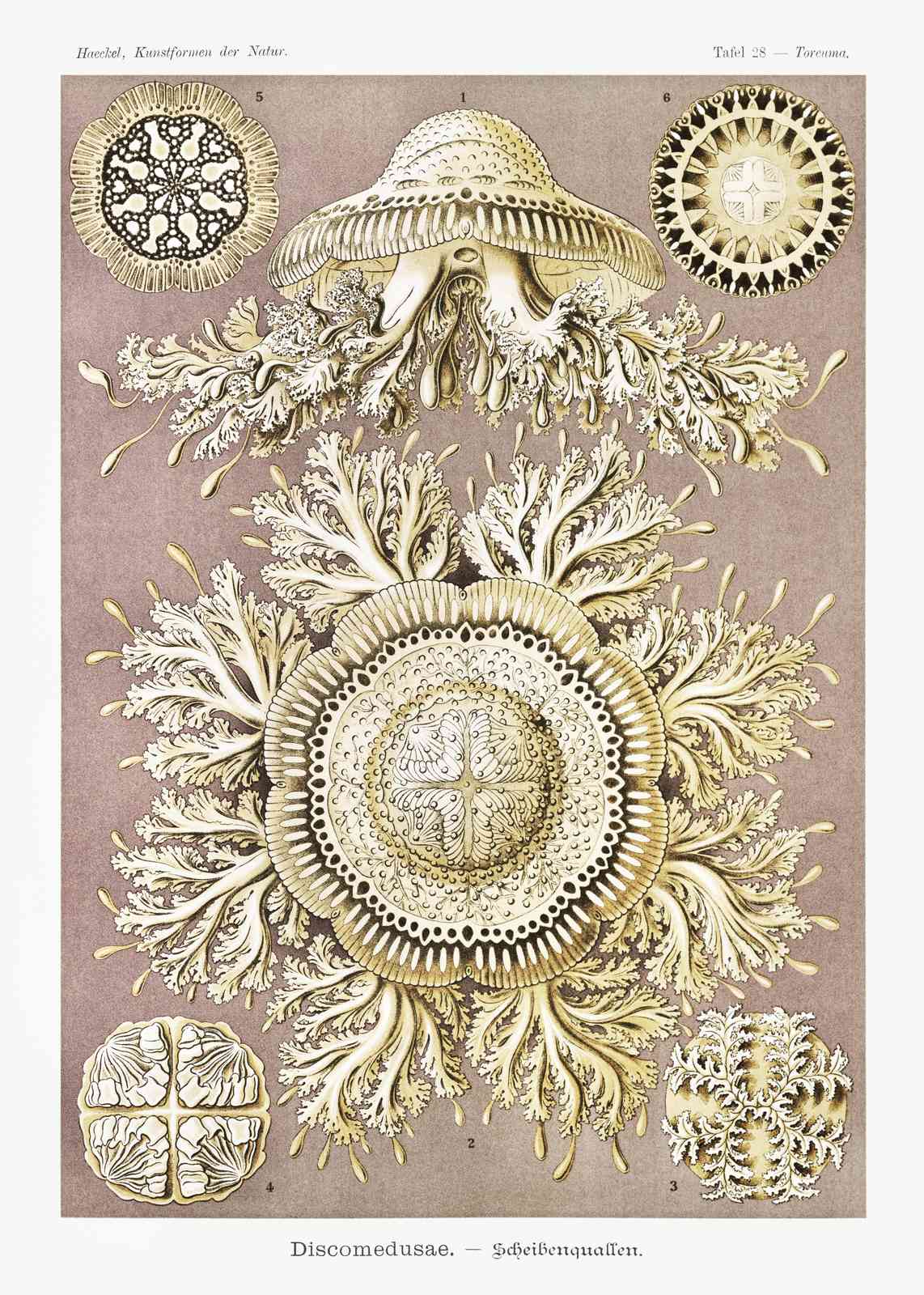 Vintage Jellyfish Botanical Art Wall Art