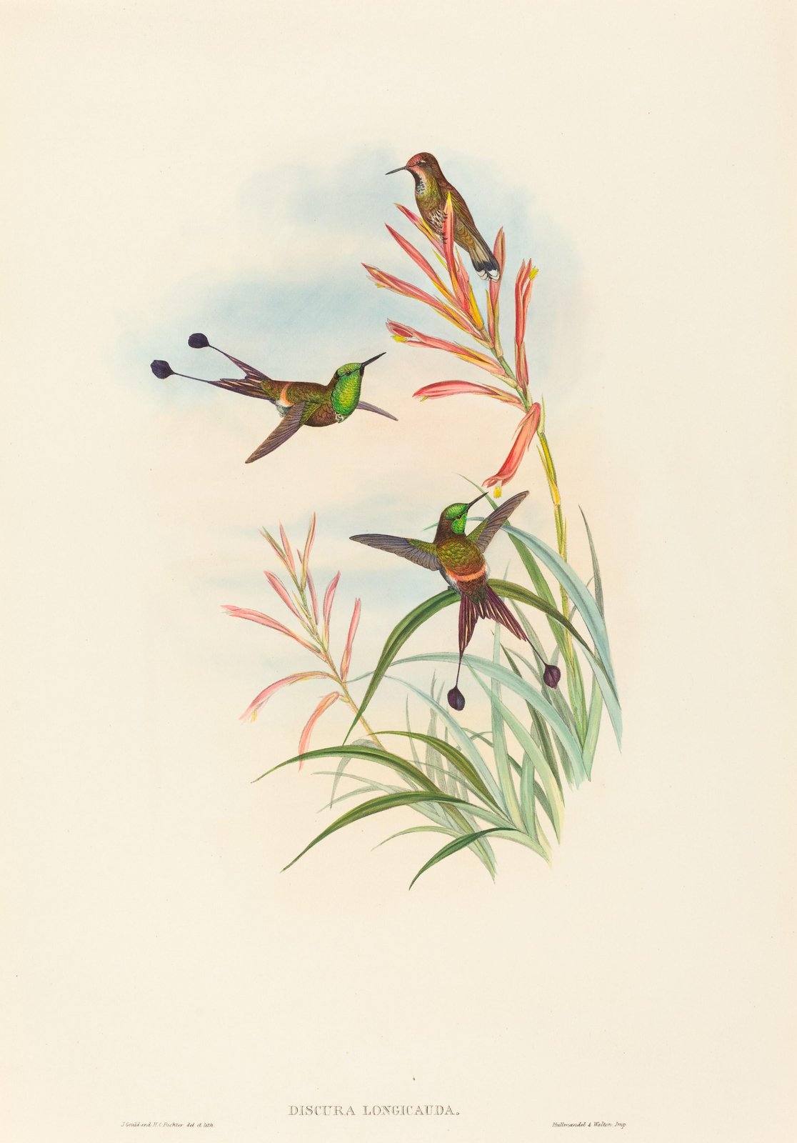 Hummingbird Floral Delight Wall Art