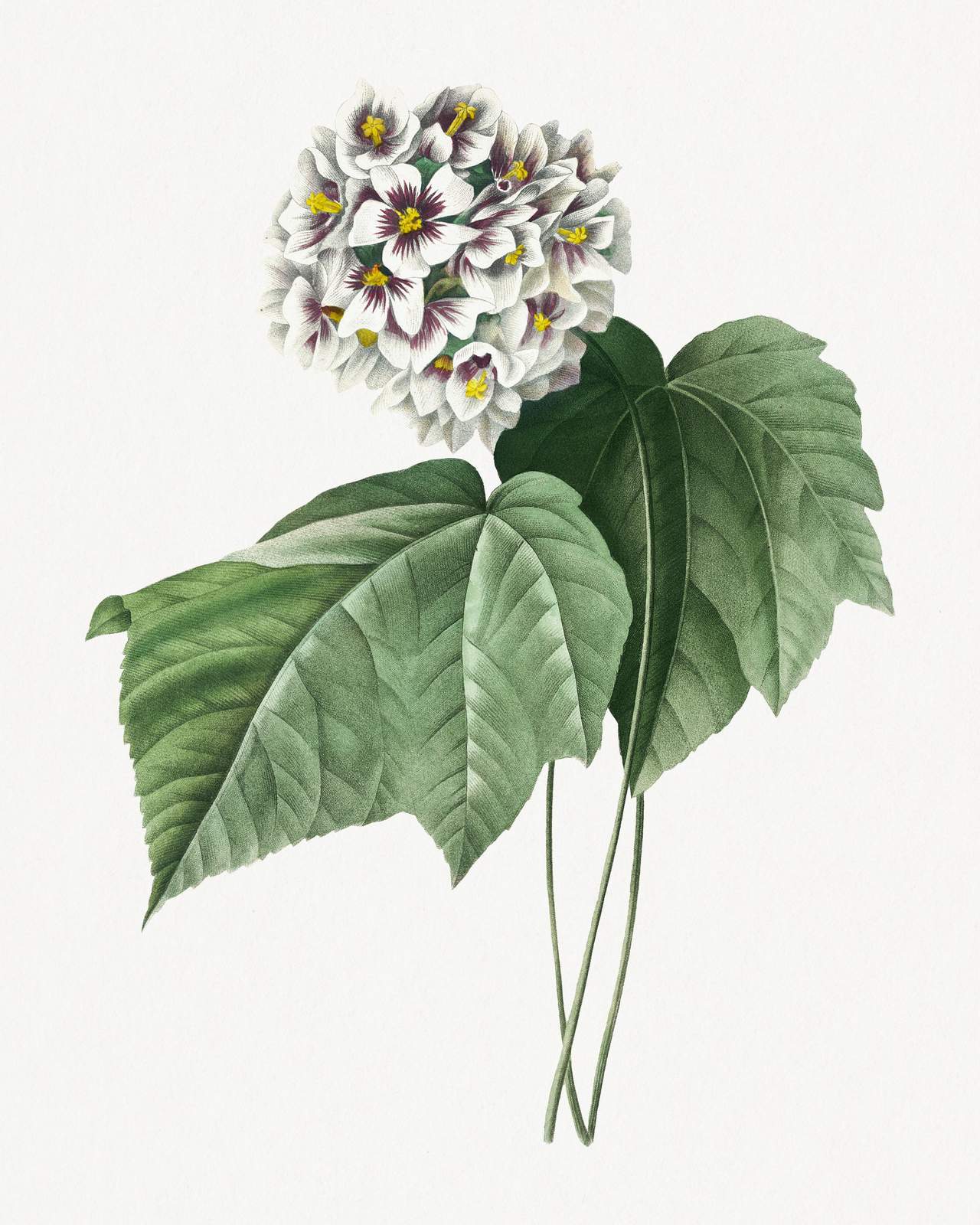 Botanical White Flower & Leaf Wall Art