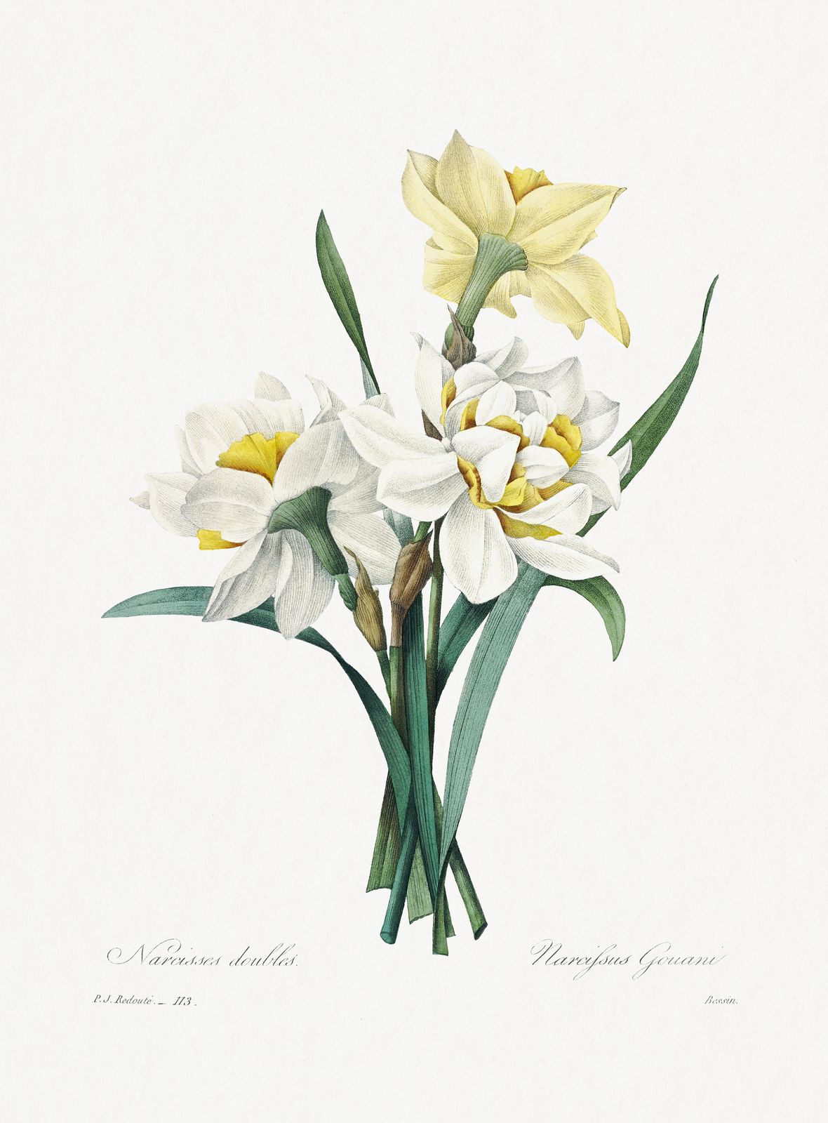 Vintage Daffodil Botanical Art Wall Art