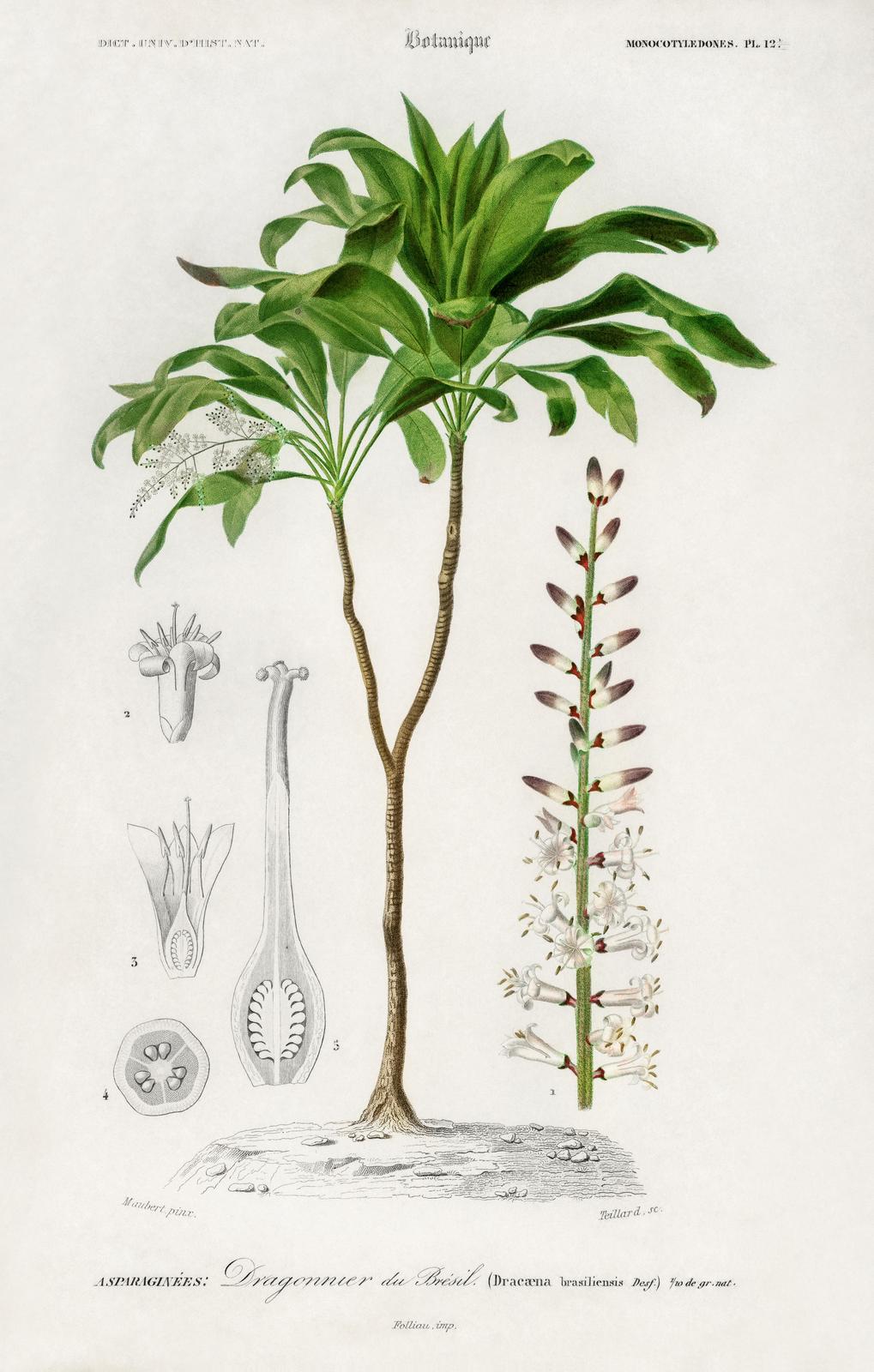 Vintage Botanical Dragon Tree Wall Art