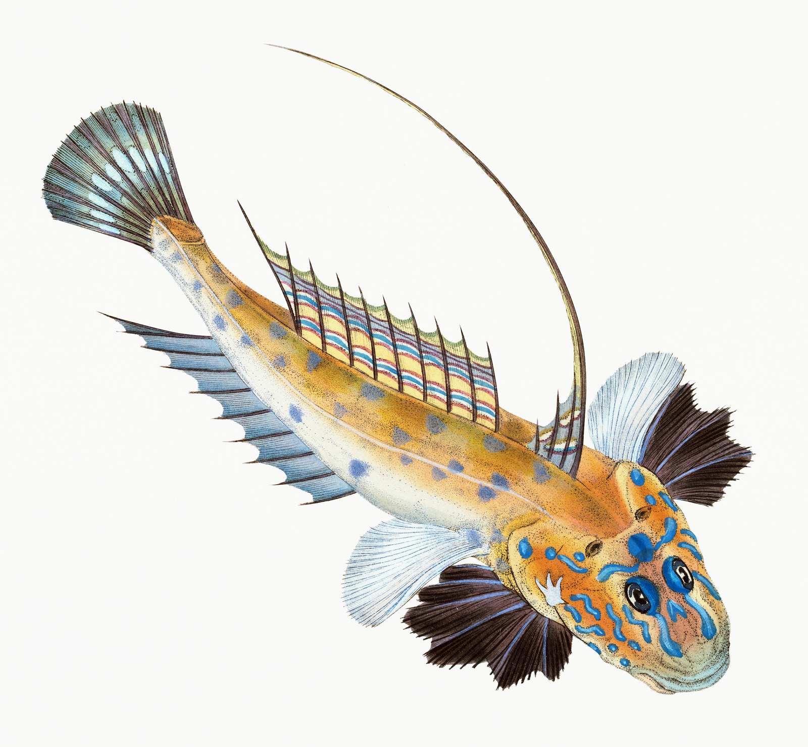 Vibrant Mandarinfish Vintage Art Wall Art