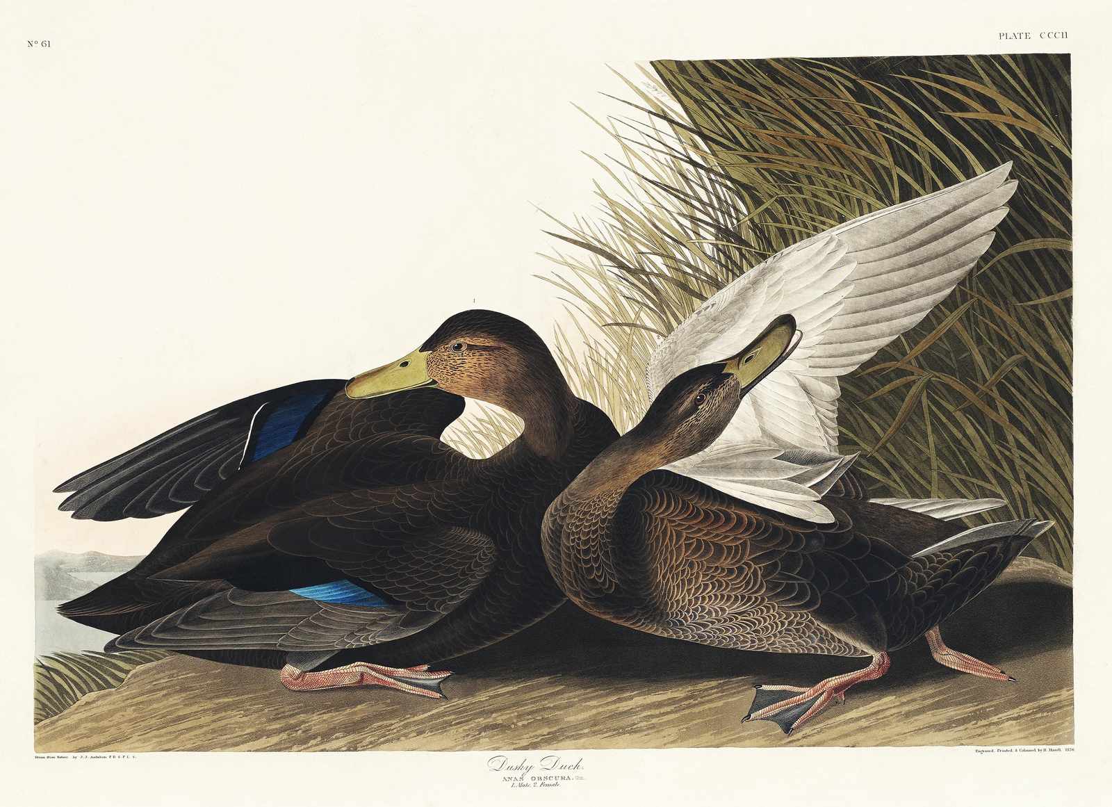 Vintage Dusky Duck Art Wall Art