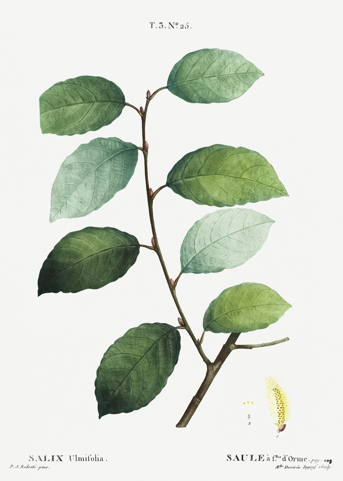 Vintage Botanical Leaf Branch Wall Art