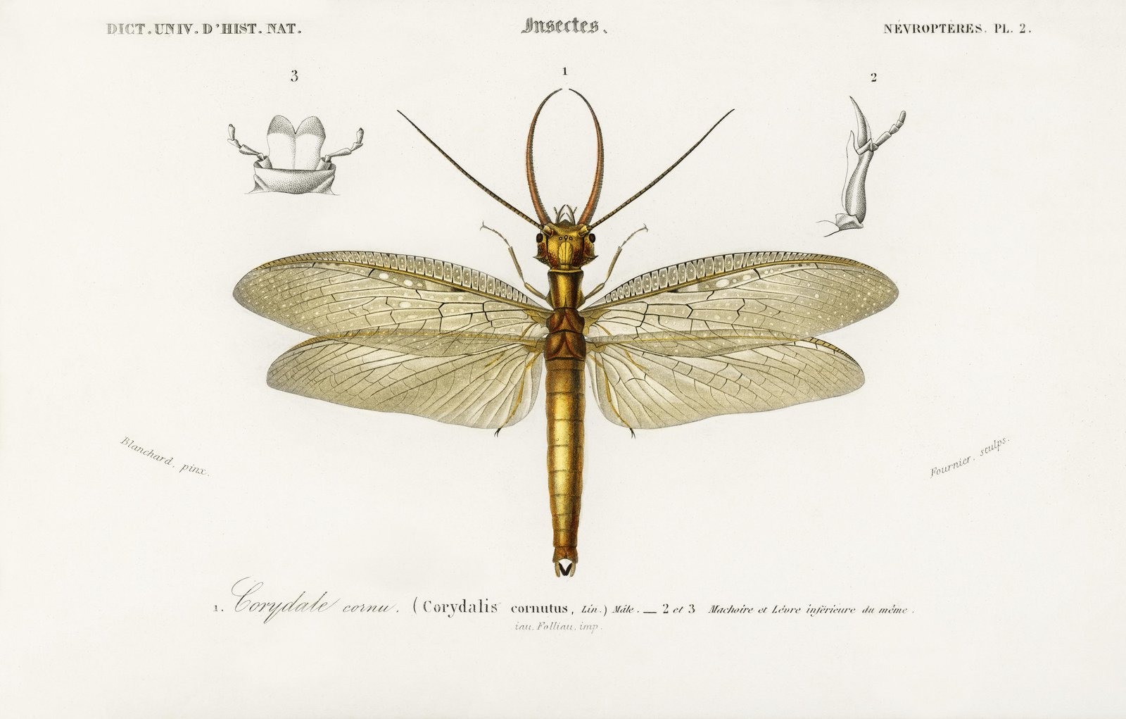 Antique Corydalus Cornutus Insect Wall Art