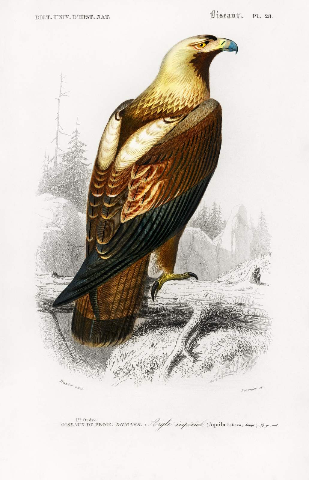 Imperial Eagle Vintage Ornithology Wall Art