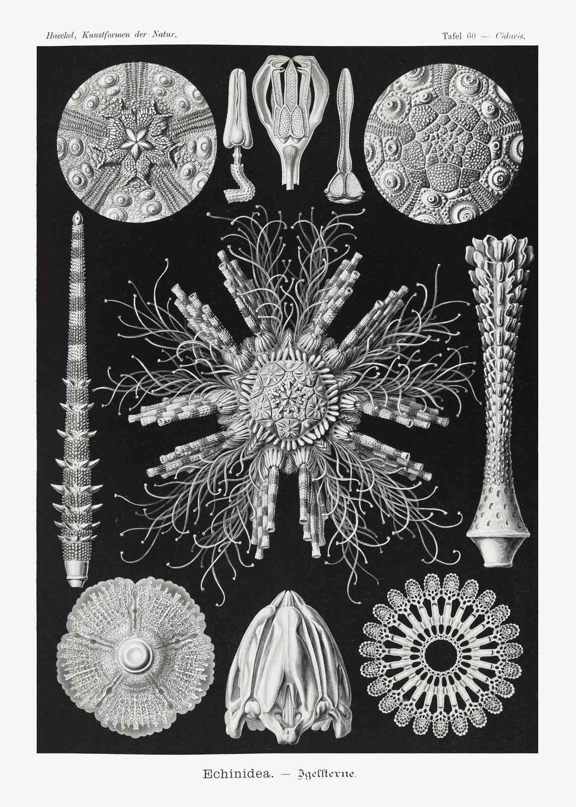 Vintage Sea Urchin & Echinodermia Wall Art