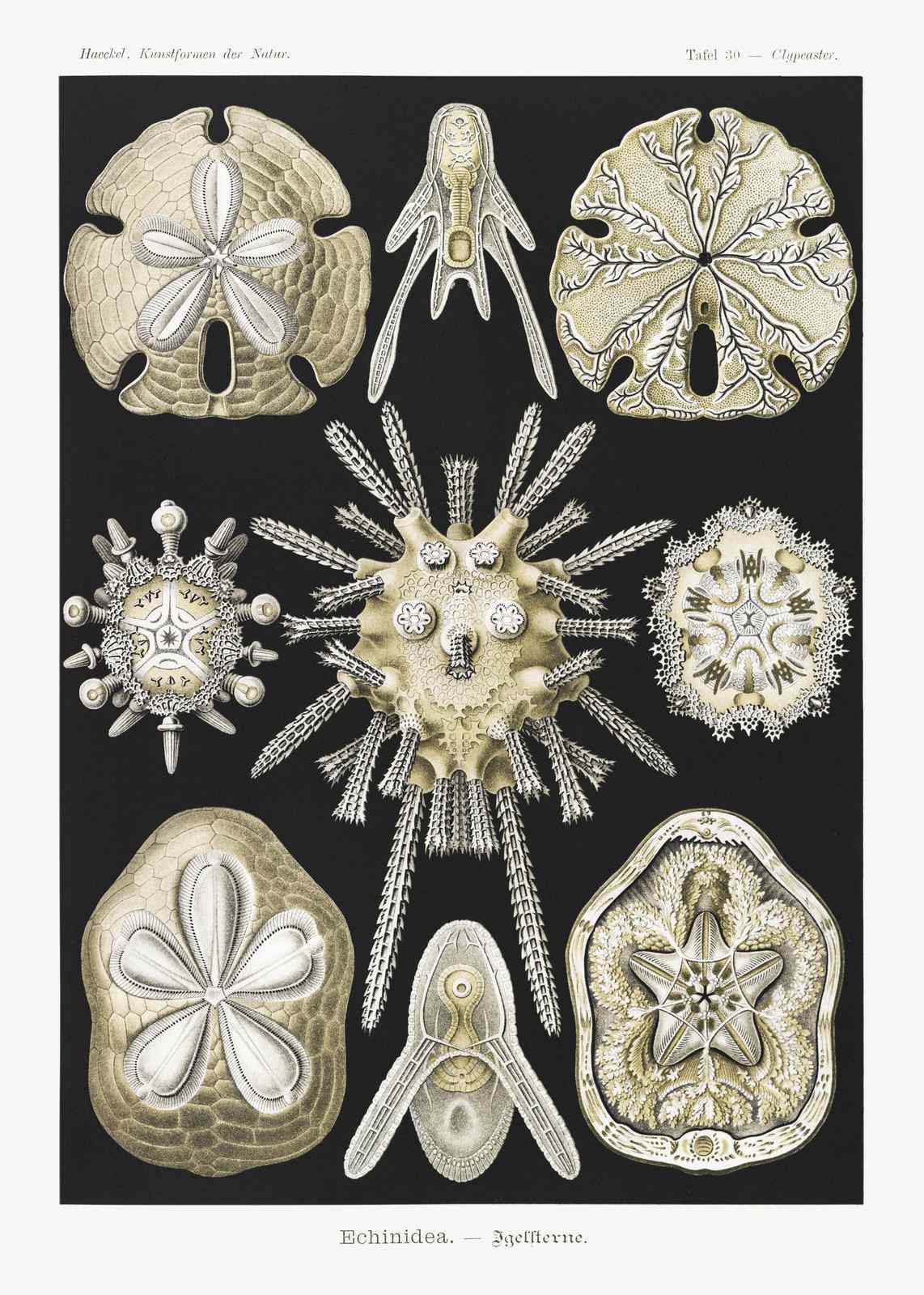Vintage Sea Urchin & Sand Dollar Wall Art