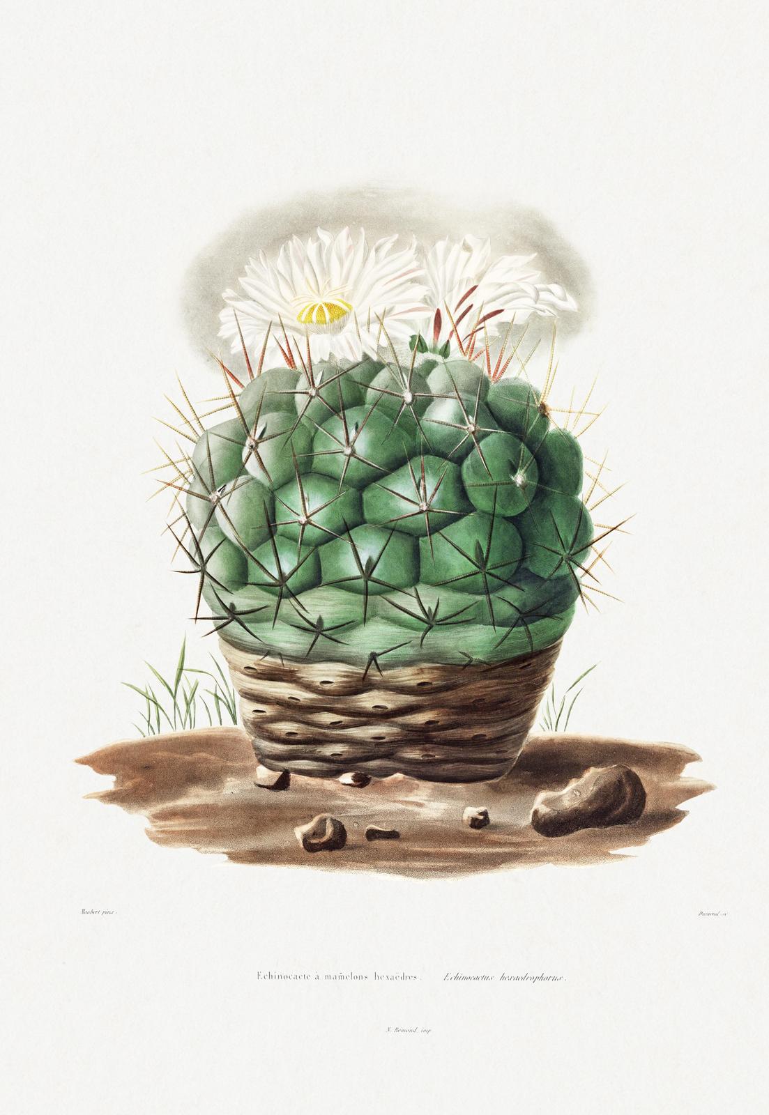 Vintage Echinocactus Hexaedrus Wall Art