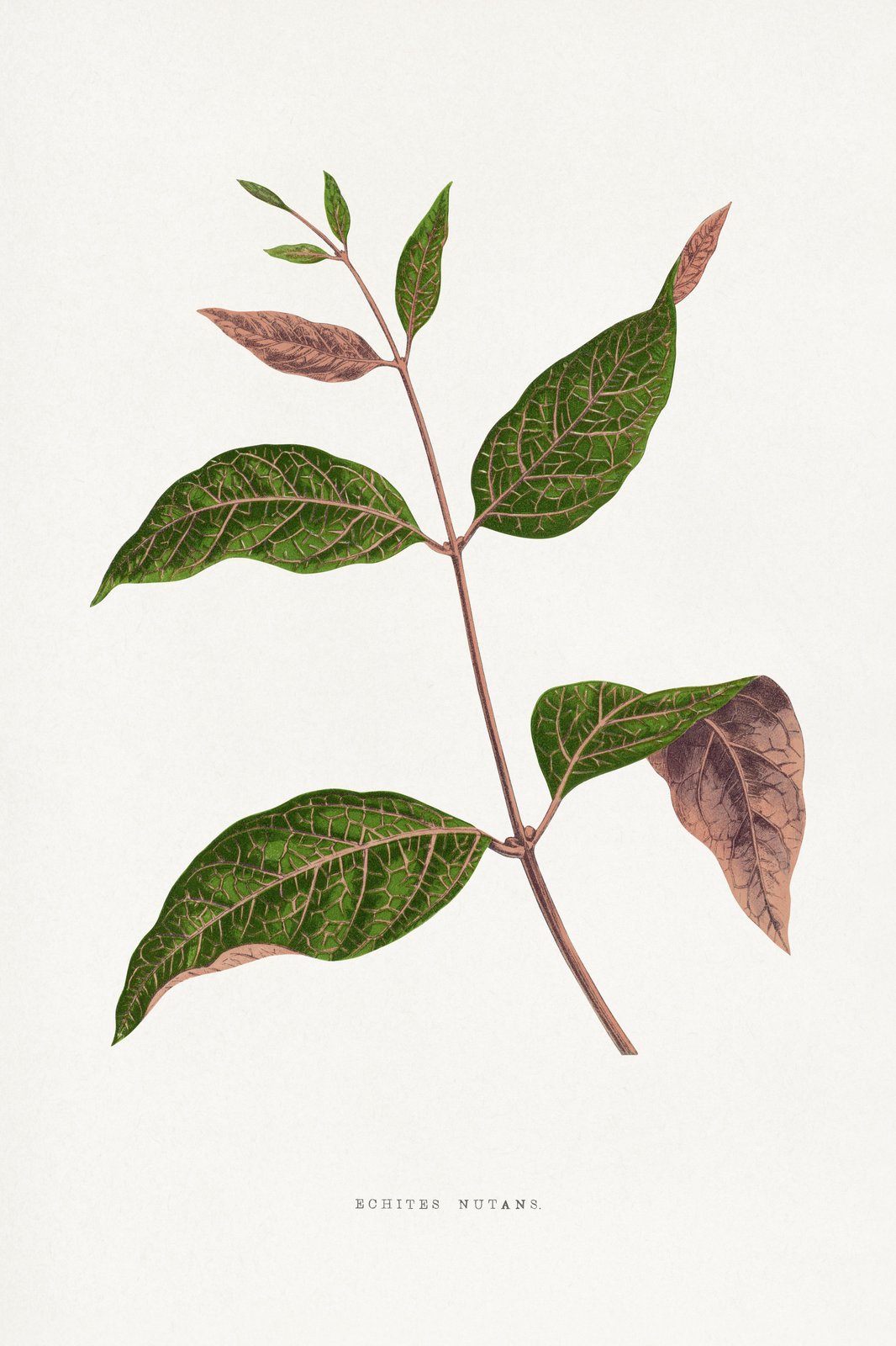 Vintage Botanical Echites Nutans Leaf Wall Art