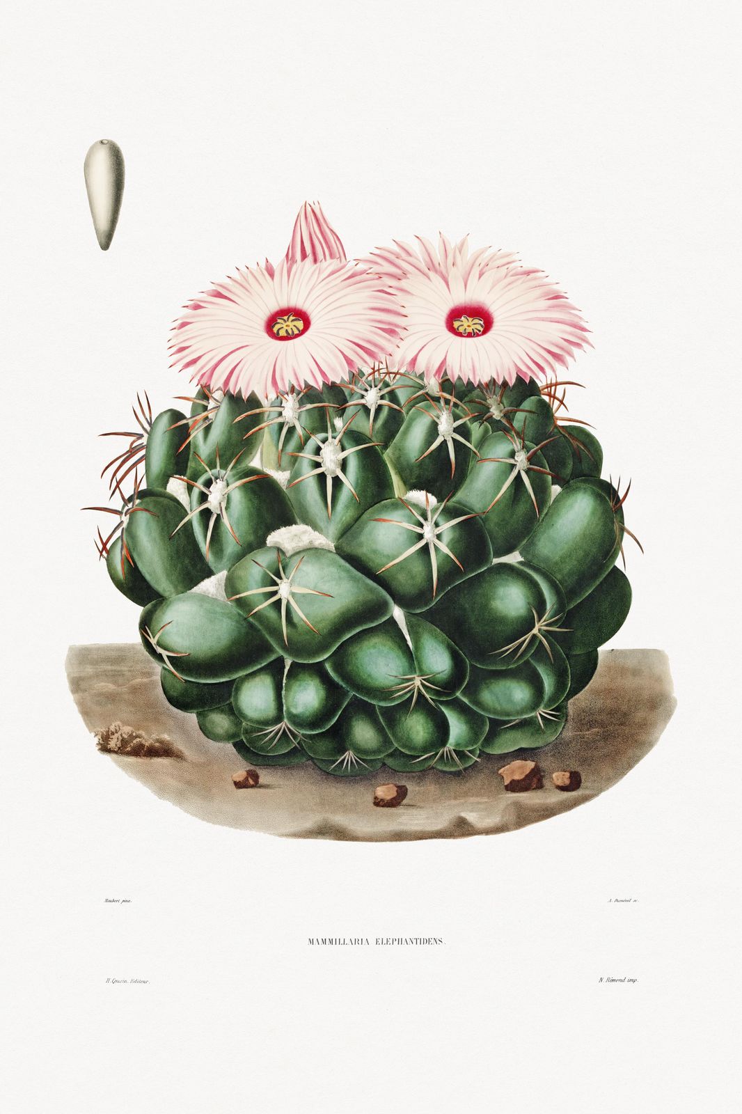 Vintage Cactus Botanical Art Wall Art