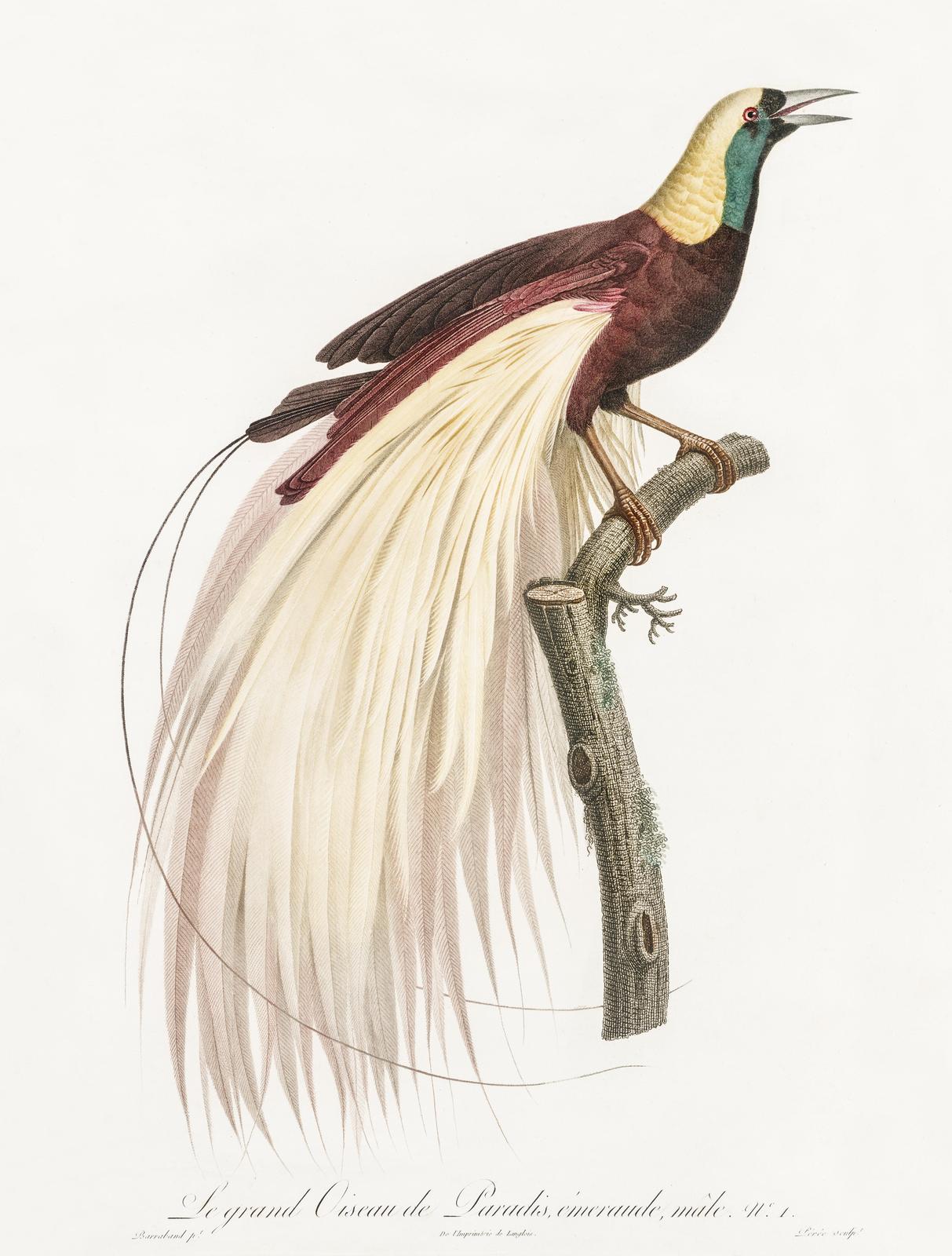 Exotic Bird of Paradise Wall Art