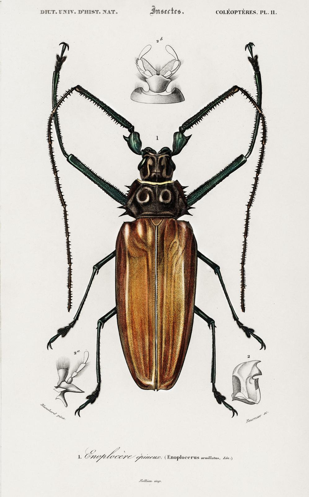 Vintage Enoplocerus Beetles Entomology Wall Art