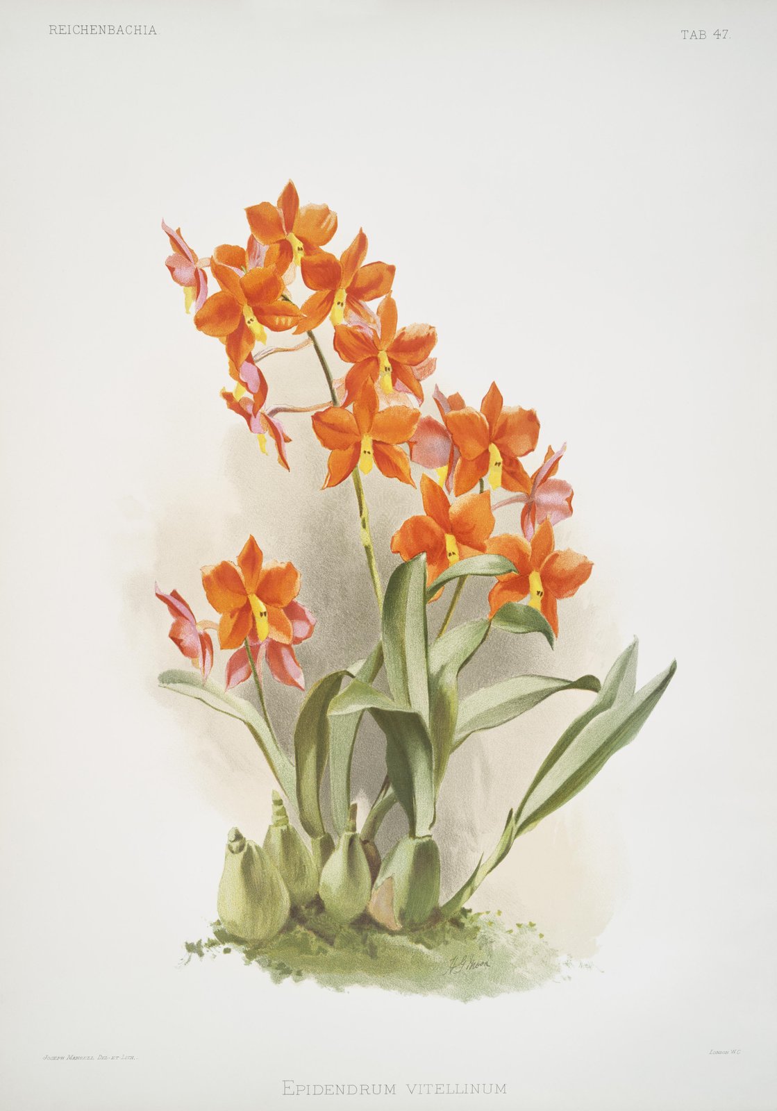 Vibrant Orange Orchid Botanical Wall Art