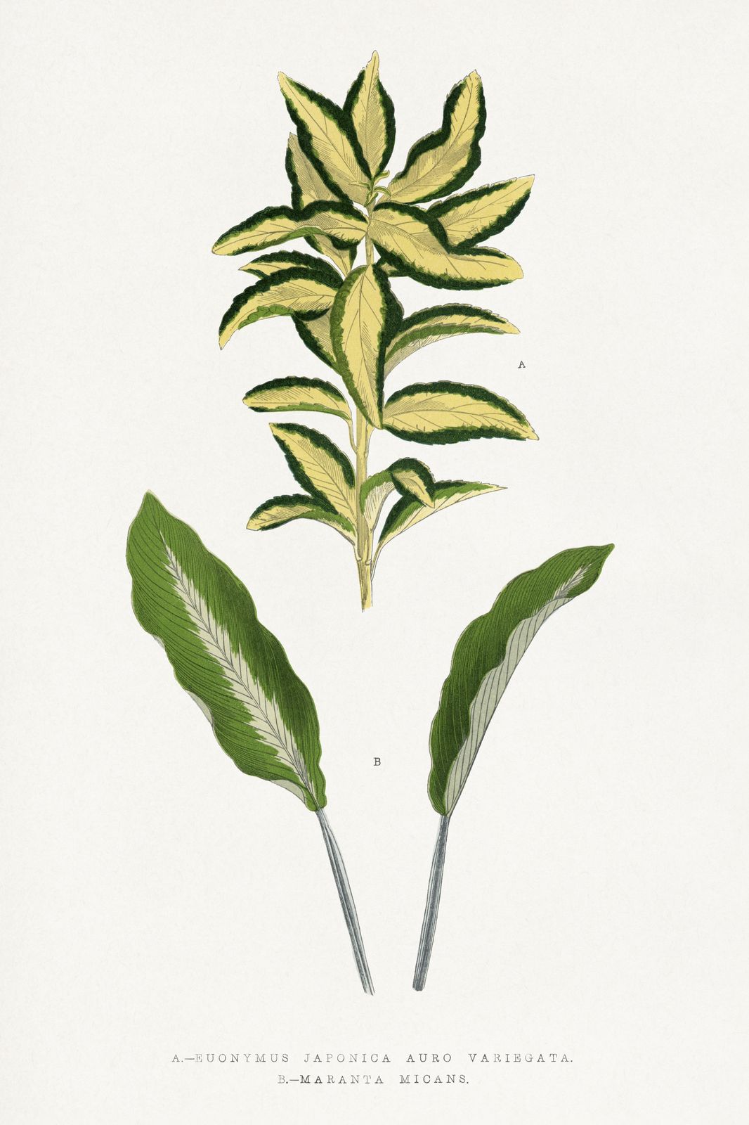 Botanical Leaf Print - Japanese Euonymus Wall Art