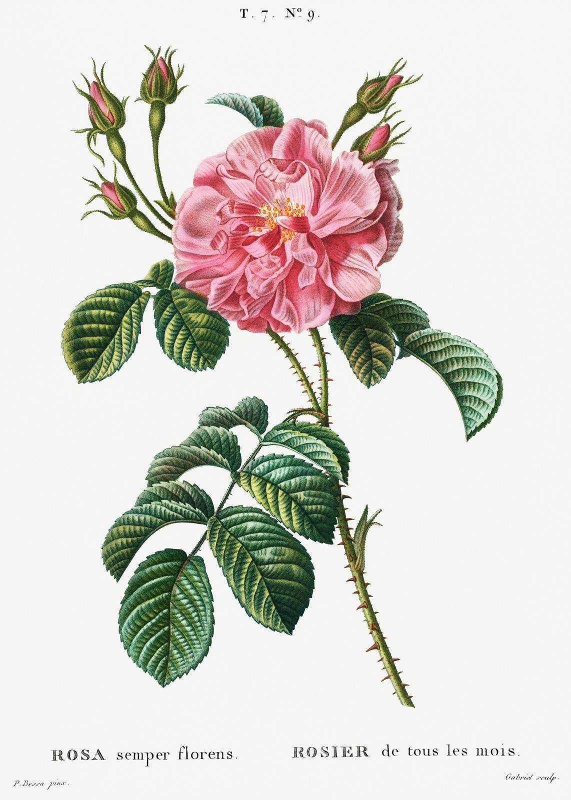Vintage Pink Rose Botanical Wall Art Wall Art