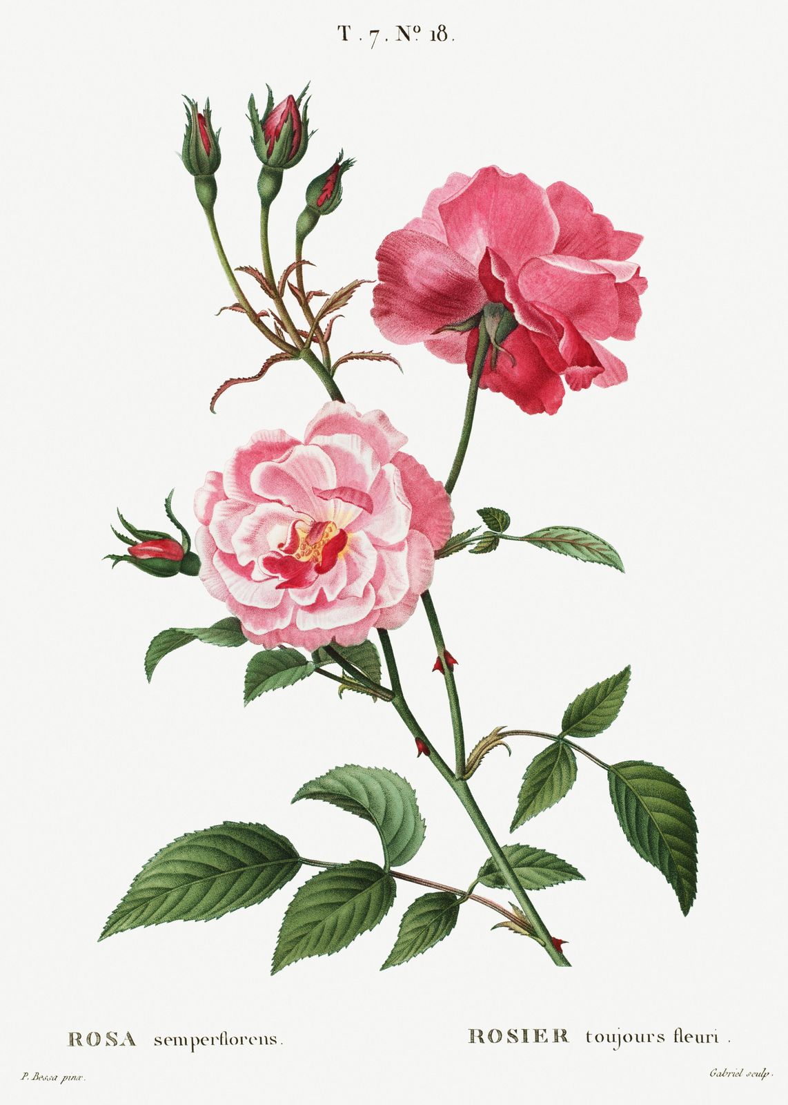 Vintage Pink Roses Botanical Art Wall Art