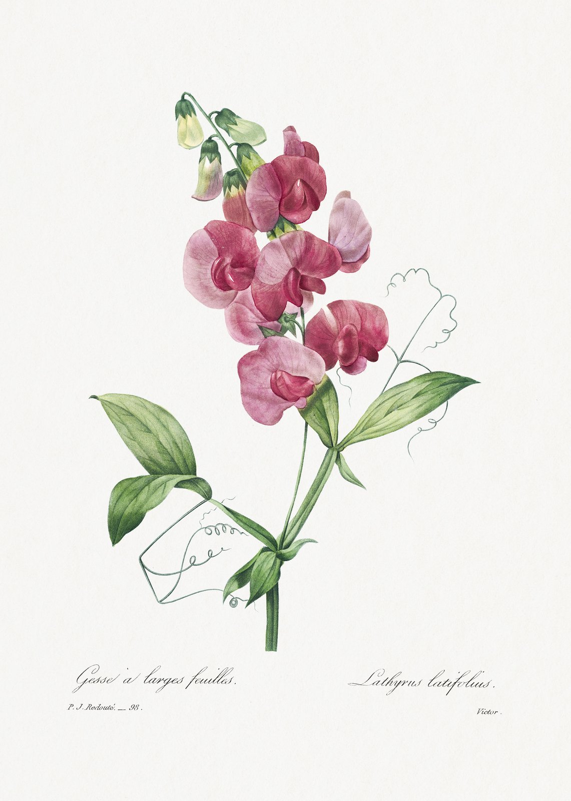 Vintage Sweet Pea Botanical Art Wall Art
