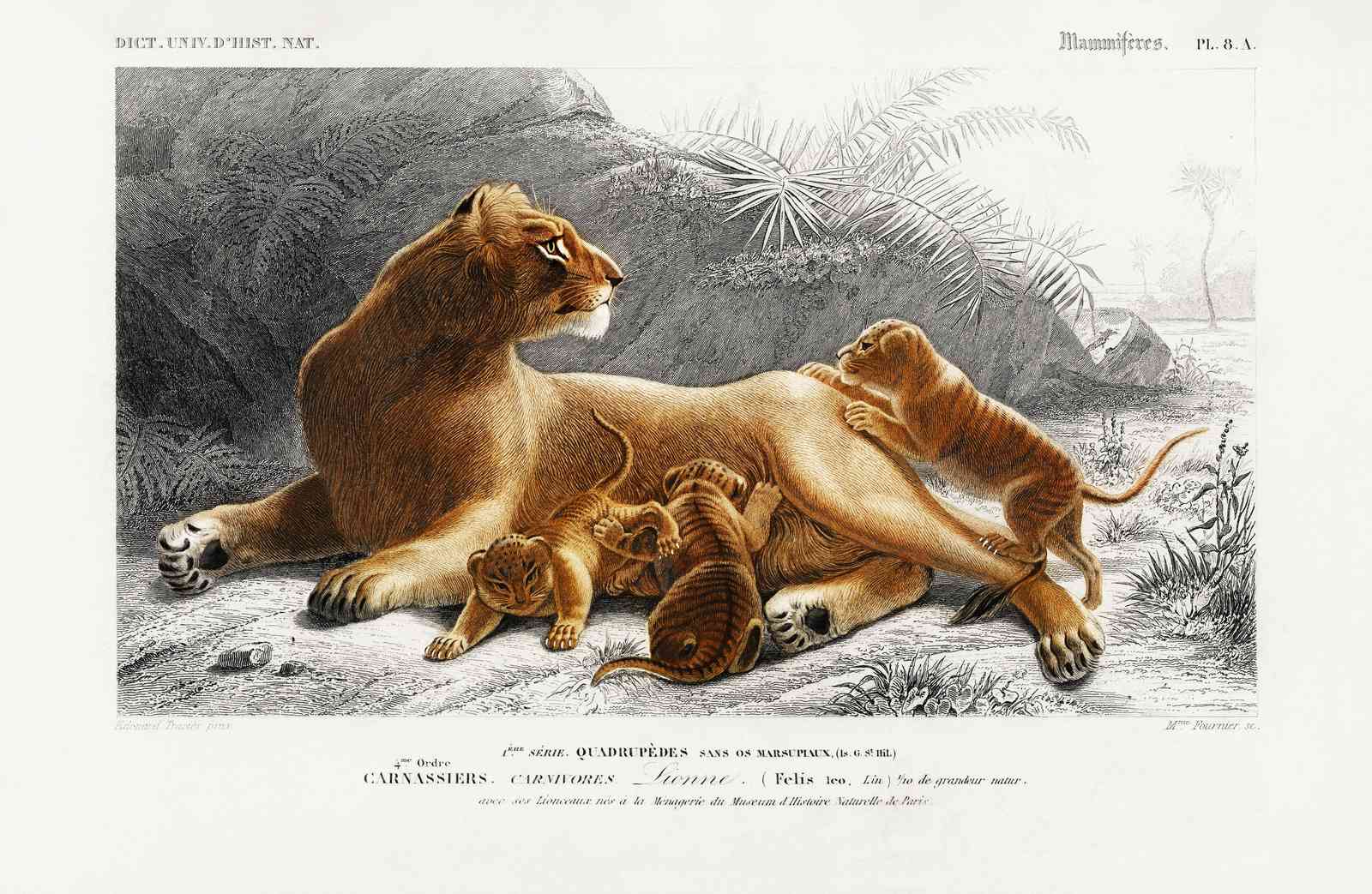 Majestic Lioness & Cubs Vintage Wildlife Wall Art