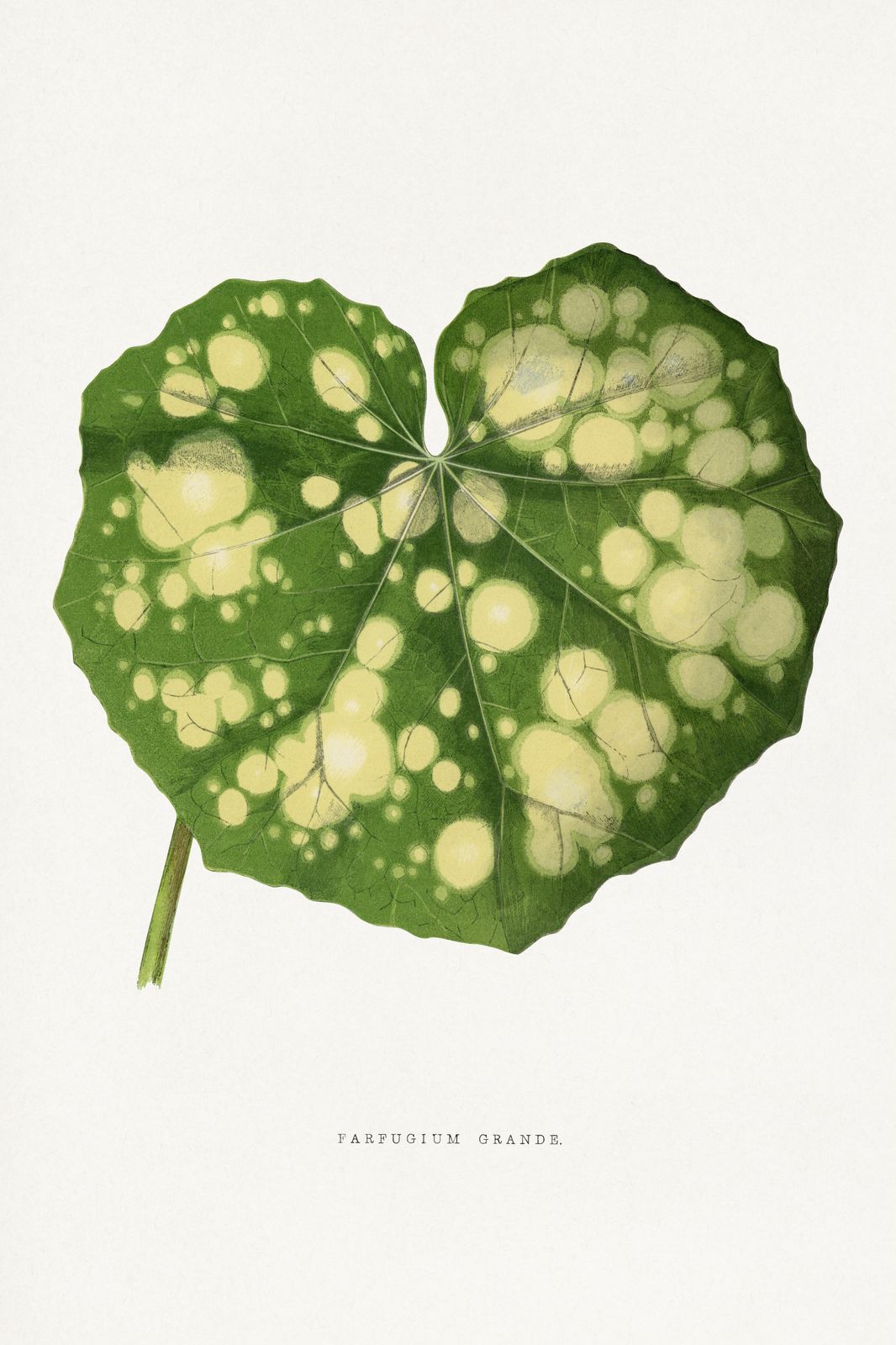 Vintage Green Leaf Botanical Farfugium Grande Wall Art