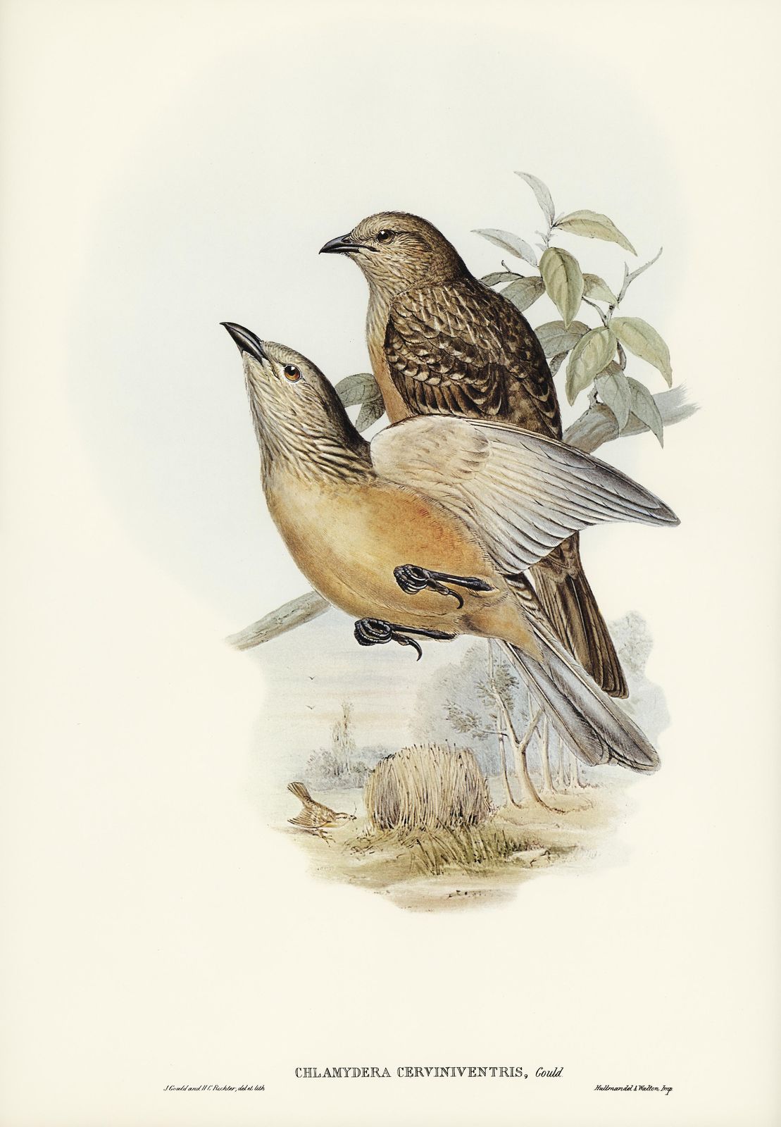 Elegant Bird Nature Art Wall Art for Home Decor