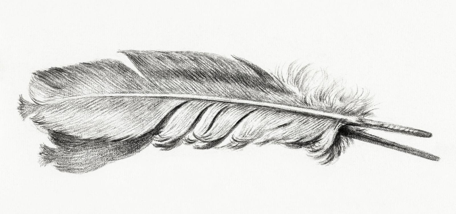 Elegant Feather Sketch Wall Art for Serene Decor