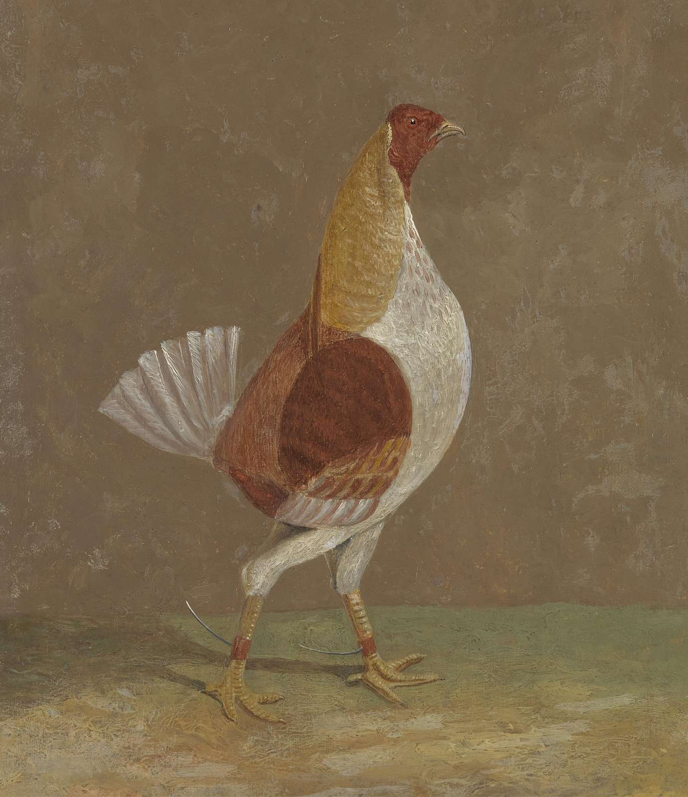 Vintage Rooster Portrait Wall Art