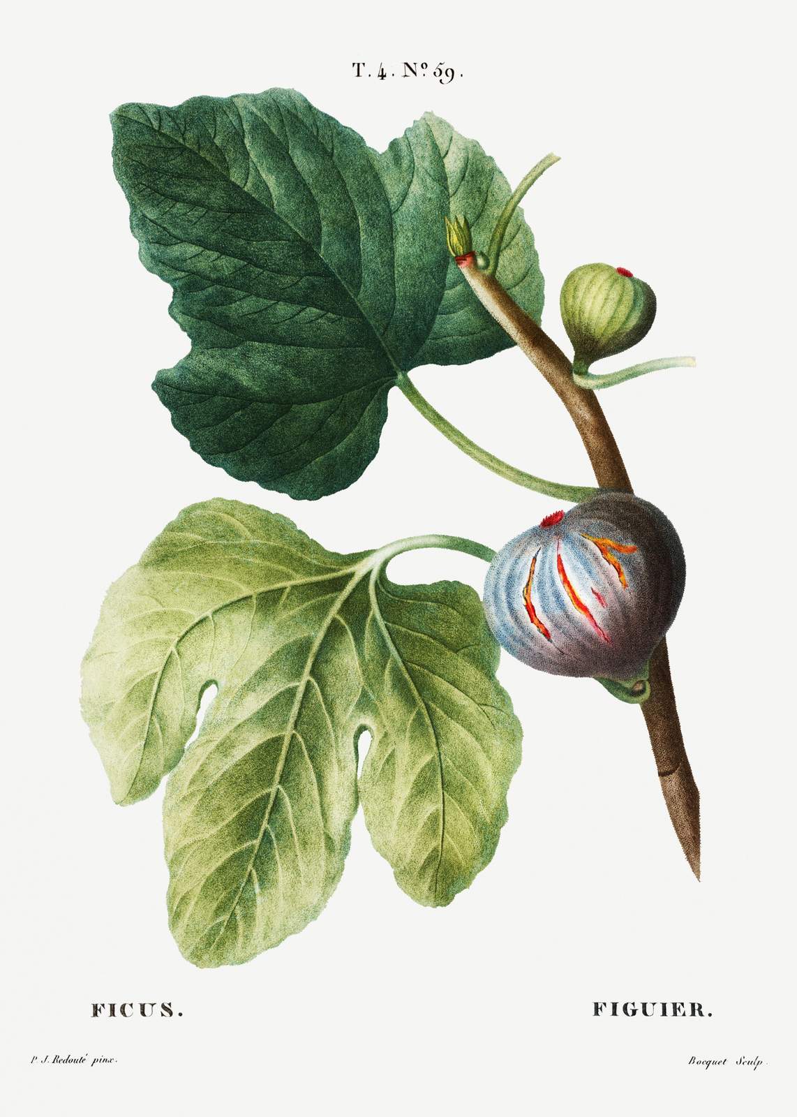 Botanical Fig Vintage Wall Art Wall Art