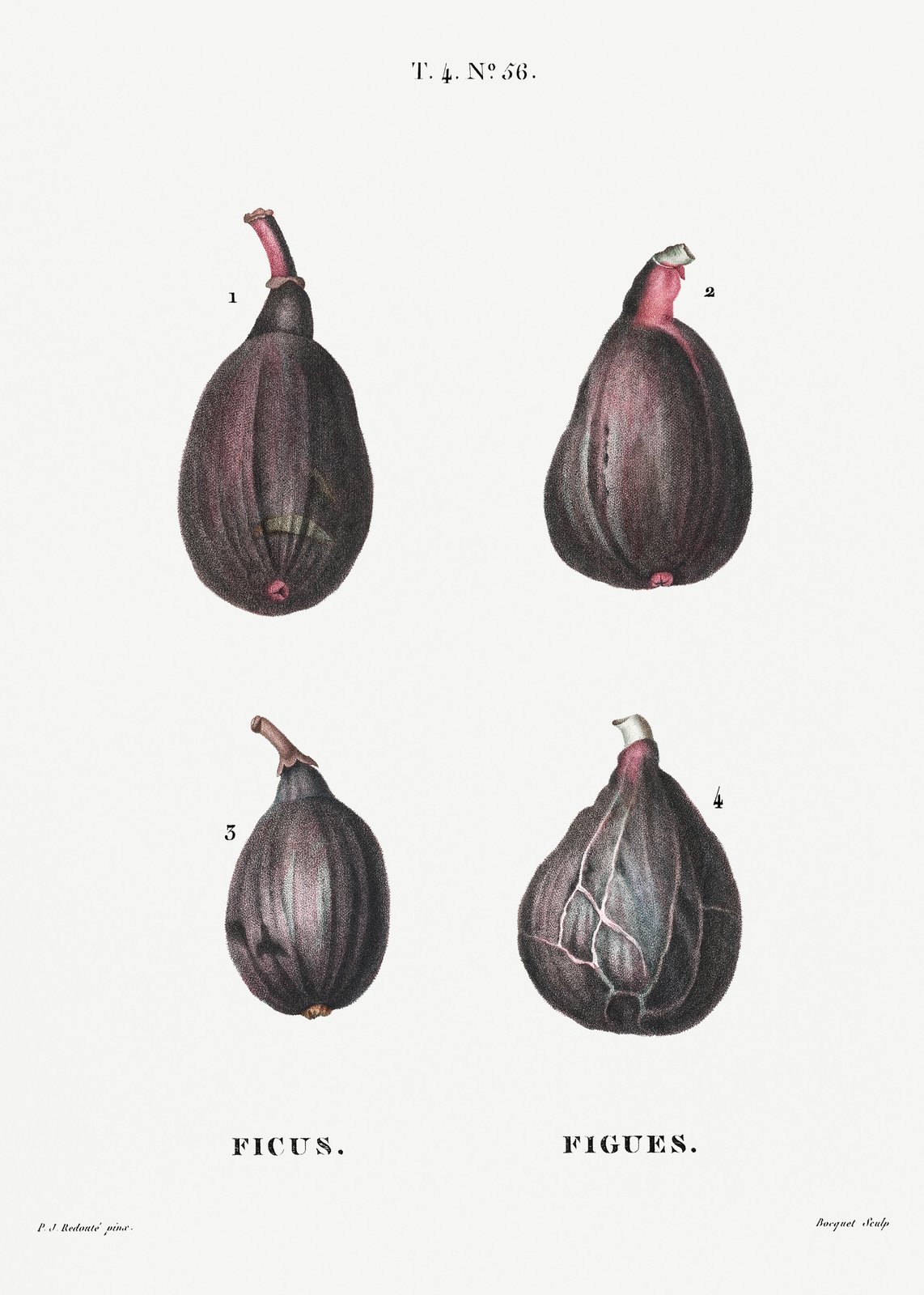 Vintage Figs Botanical Art Wall Art