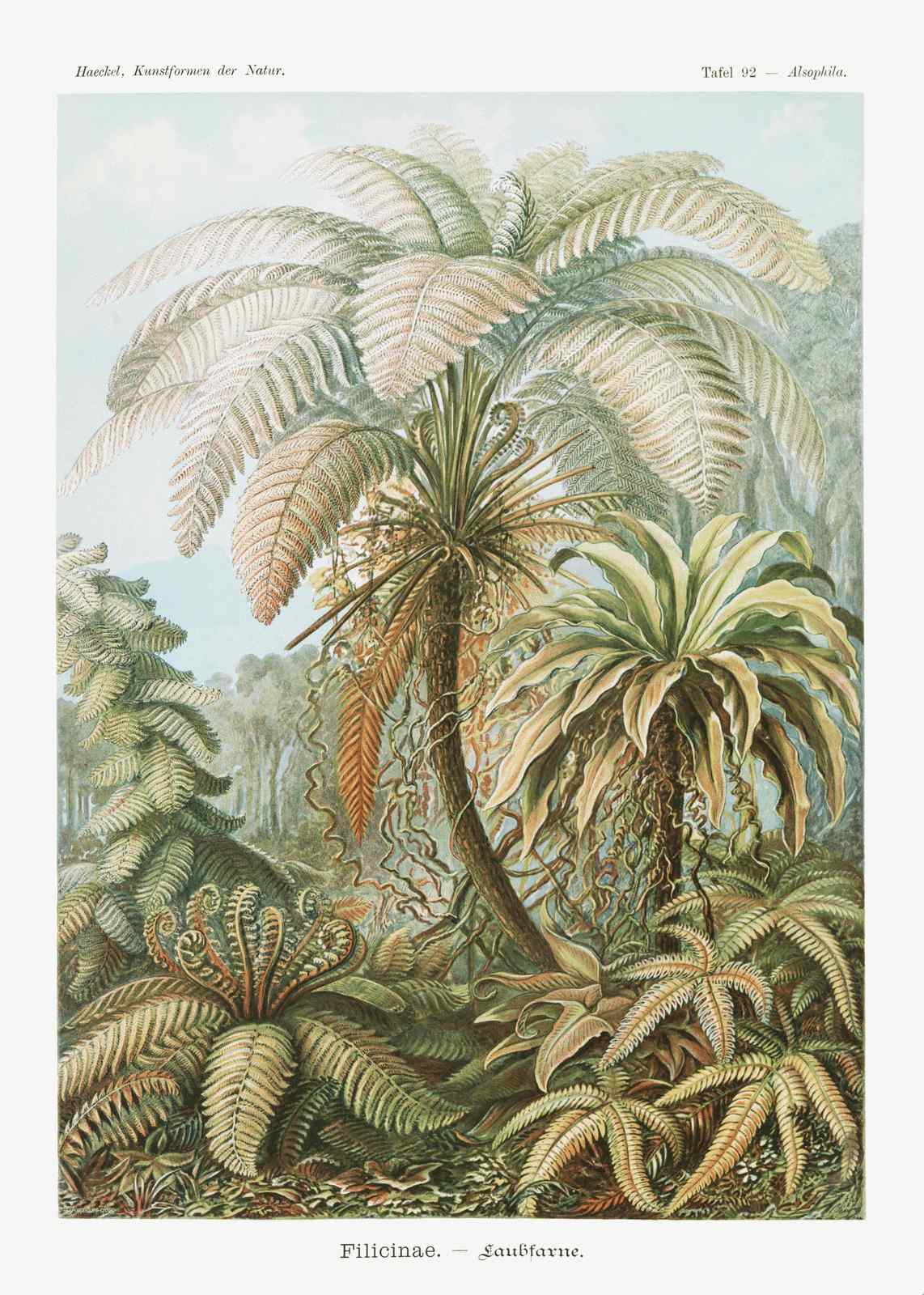 Vintage Fern Botanical Illustration Wall Art