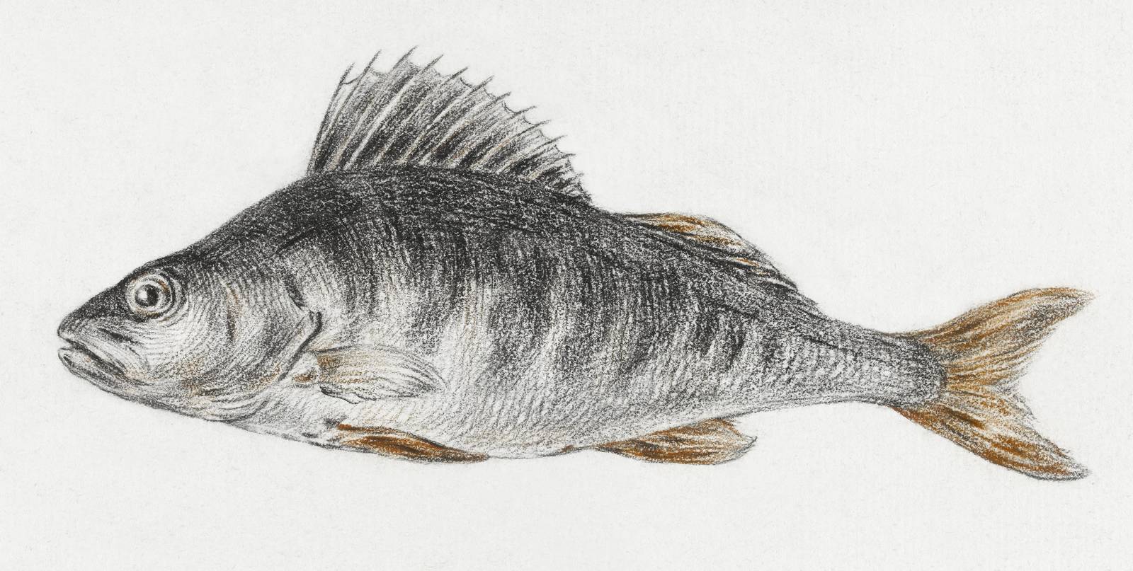 Vintage Perch Fish Study Wall Art